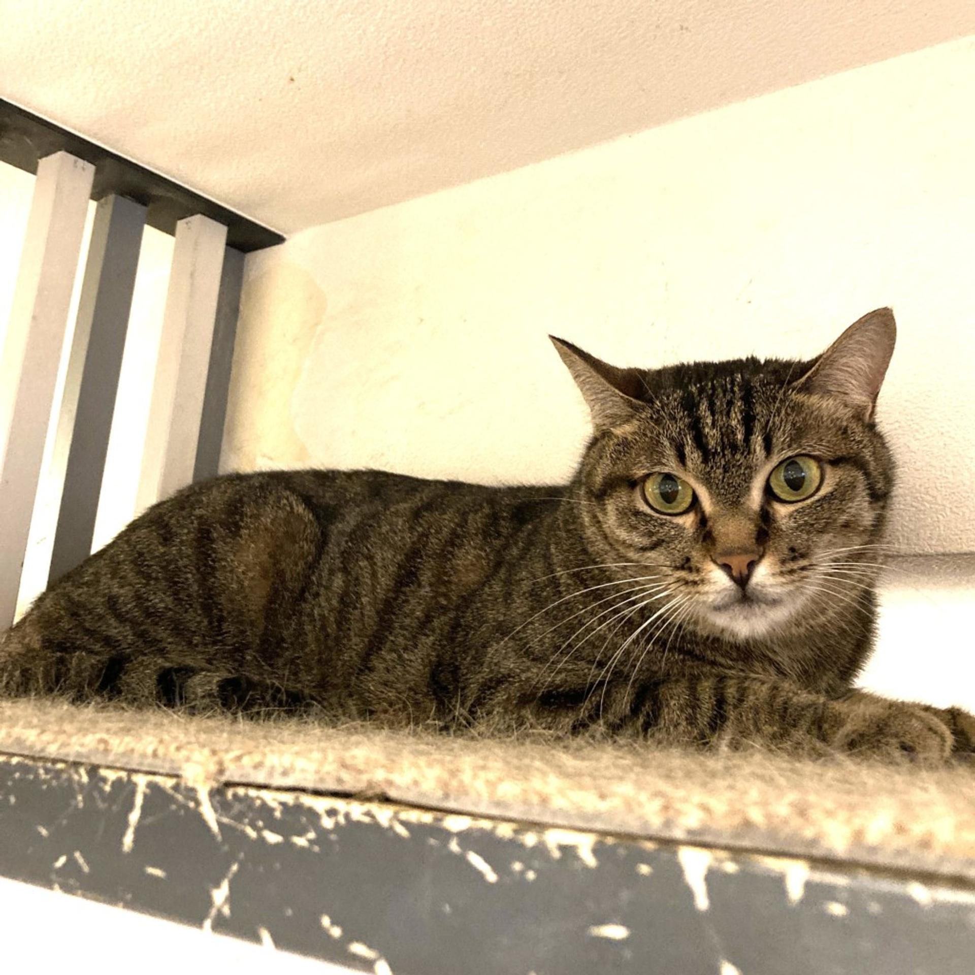 pet-image-2