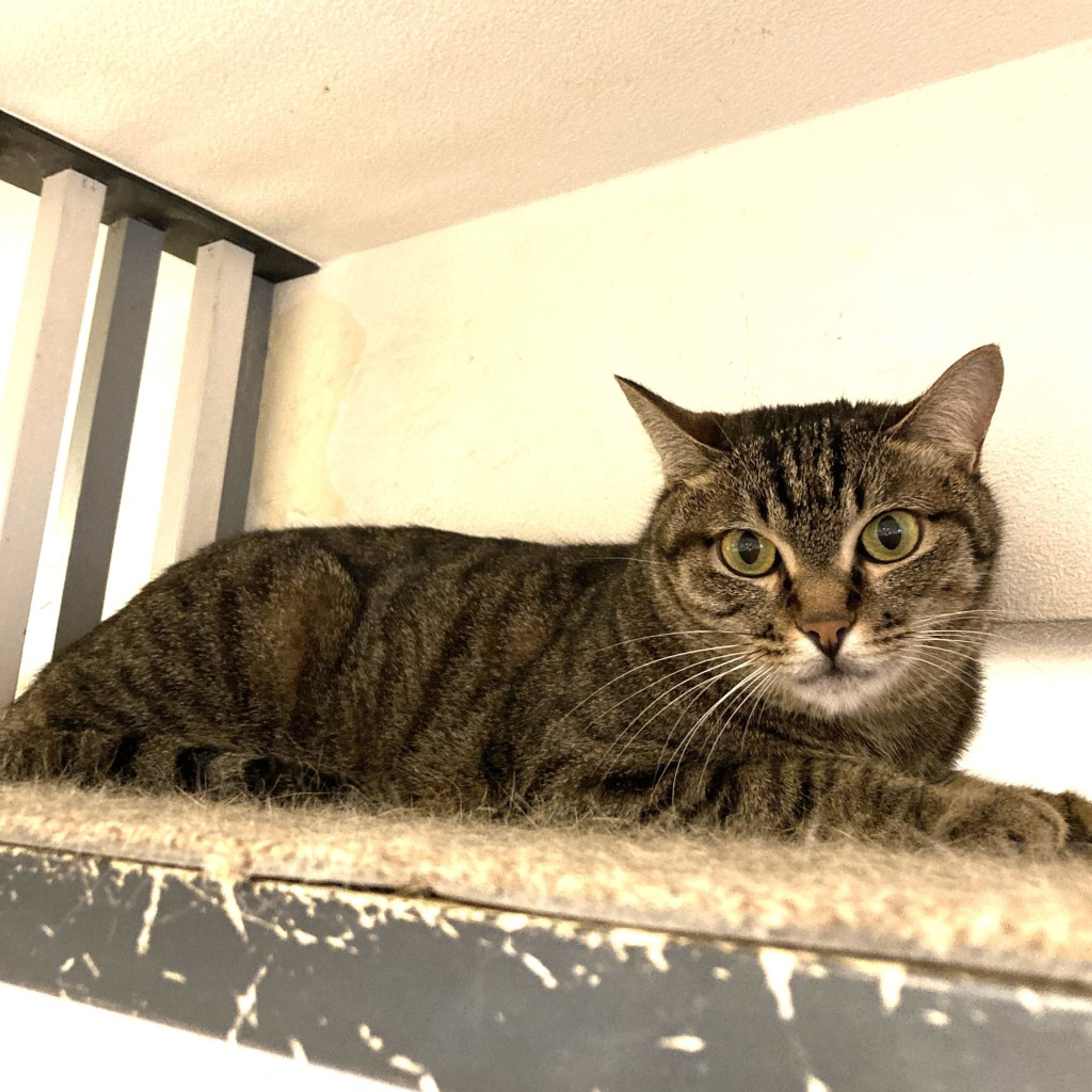 pet-image-2