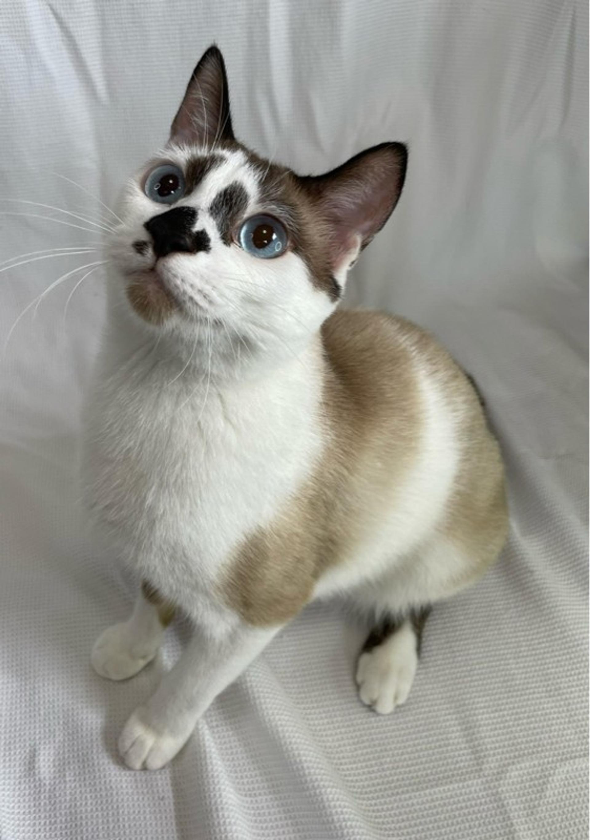 pet-image-3