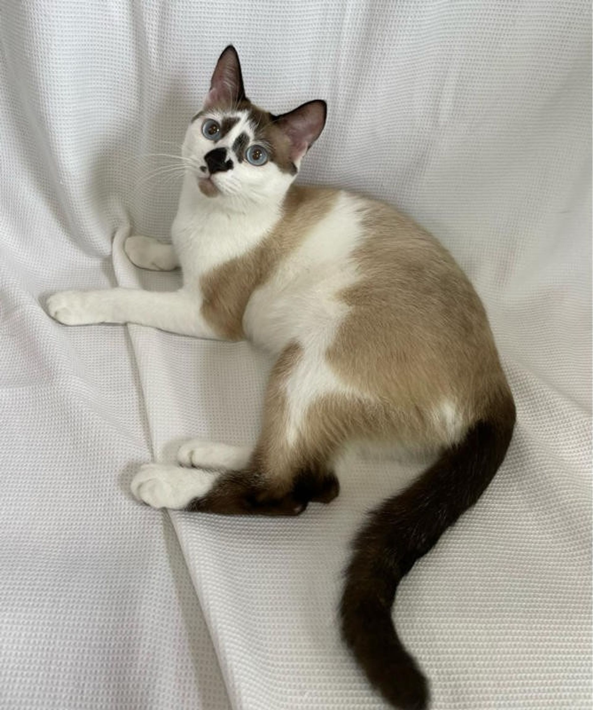 雑種（ミックス猫）・オスの里親募集の写真