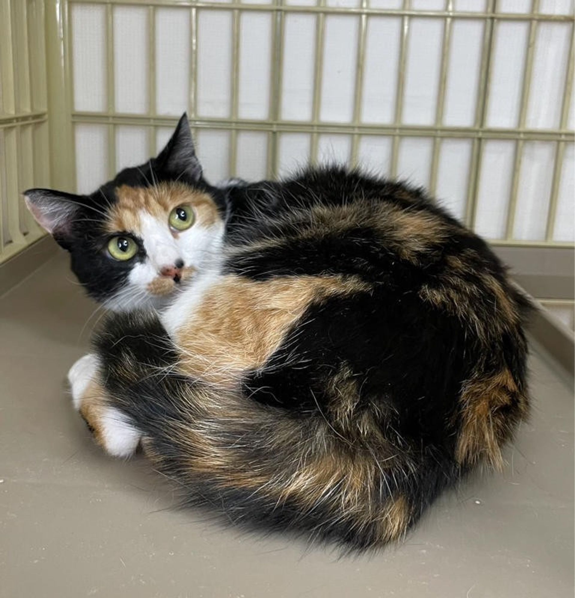 雑種（ミックス猫）・メスの里親募集の写真