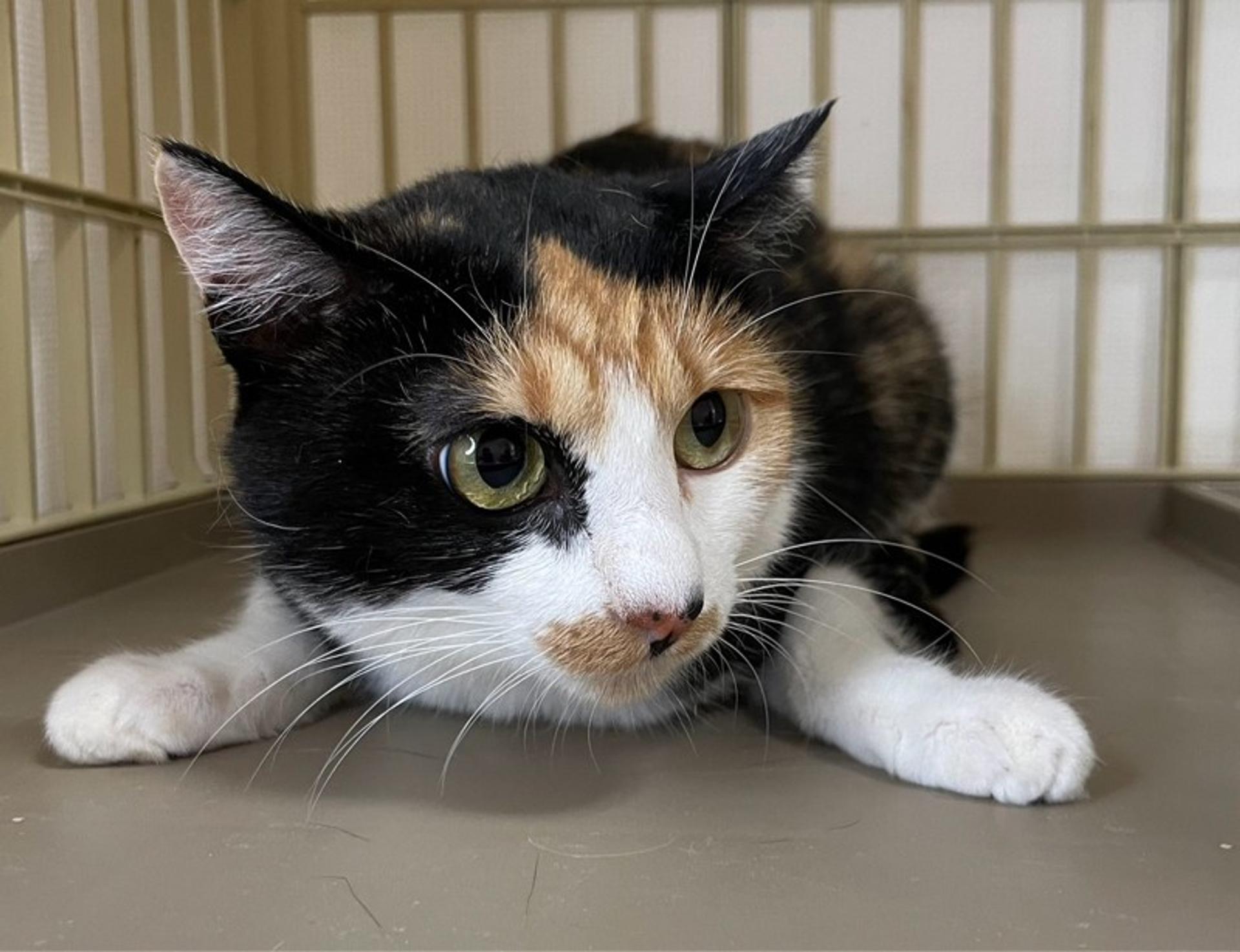 pet-image-2