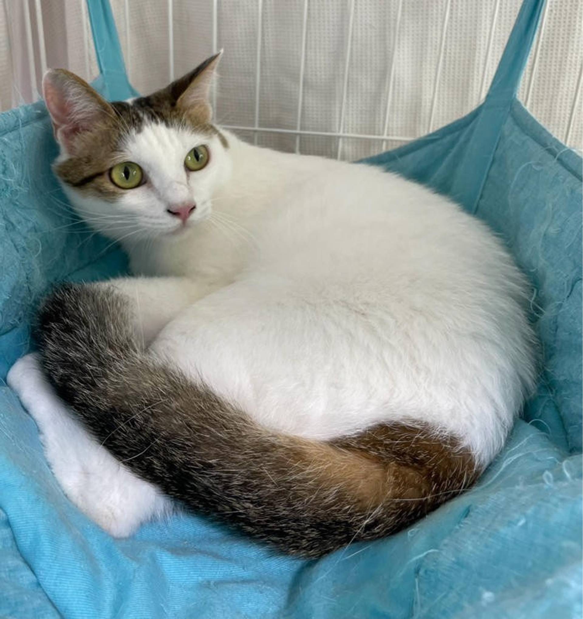 雑種（ミックス猫）・メスの里親募集の写真