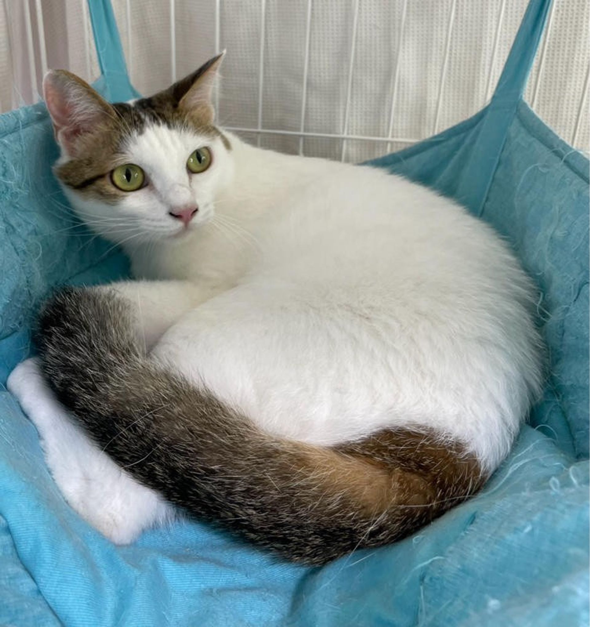 雑種（ミックス猫）・メスの里親募集の写真