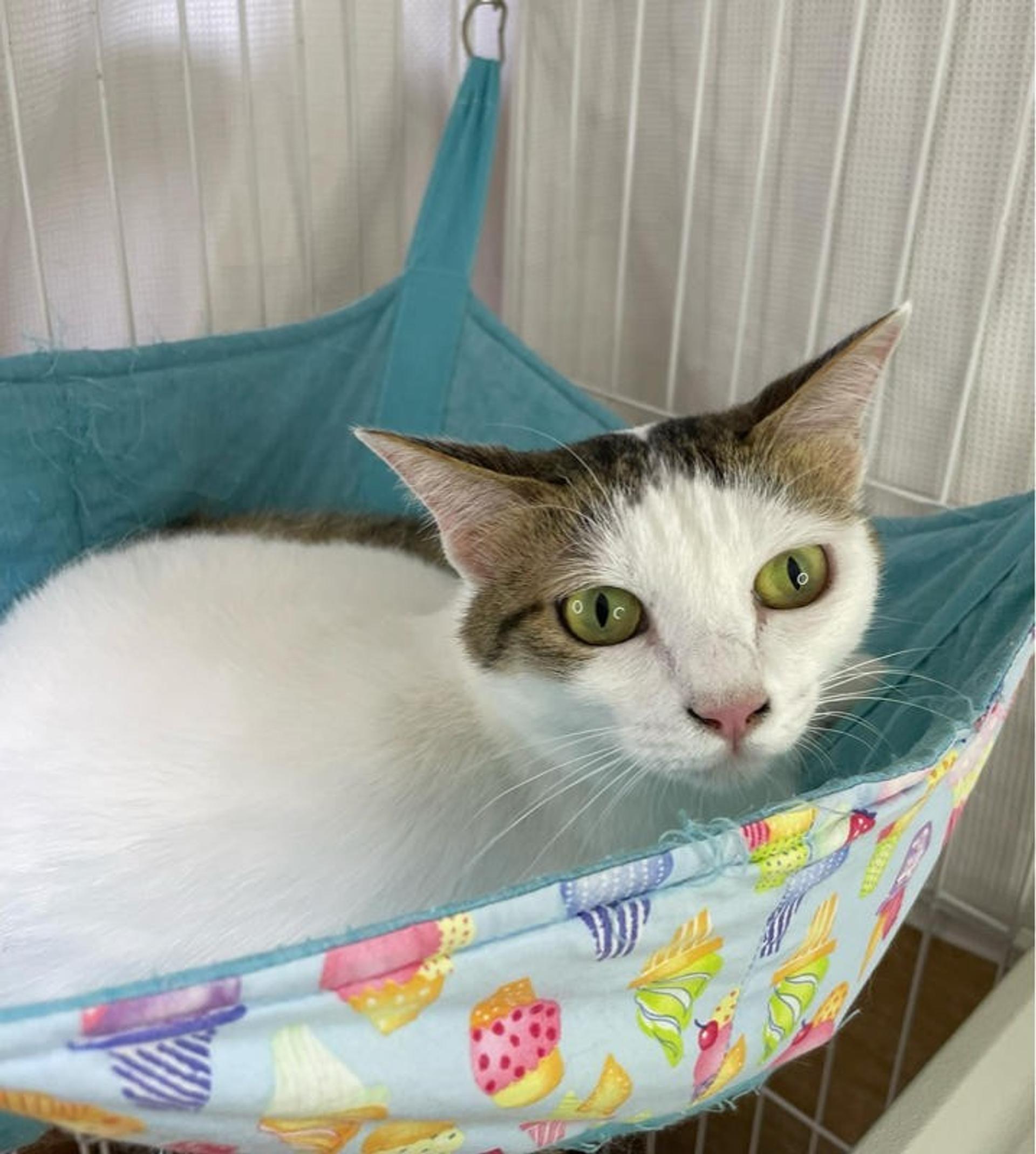 pet-image-4