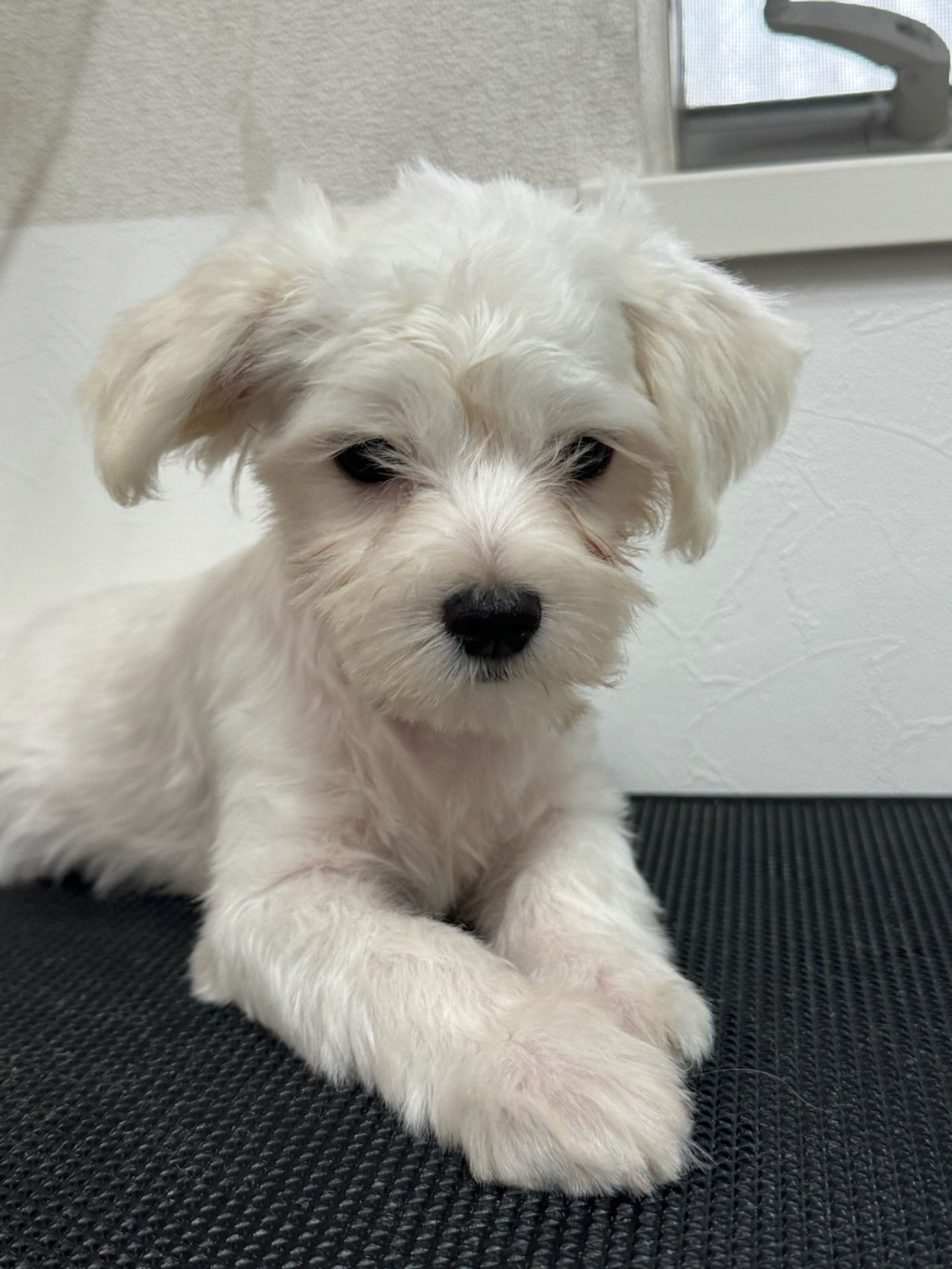 pet-image-2