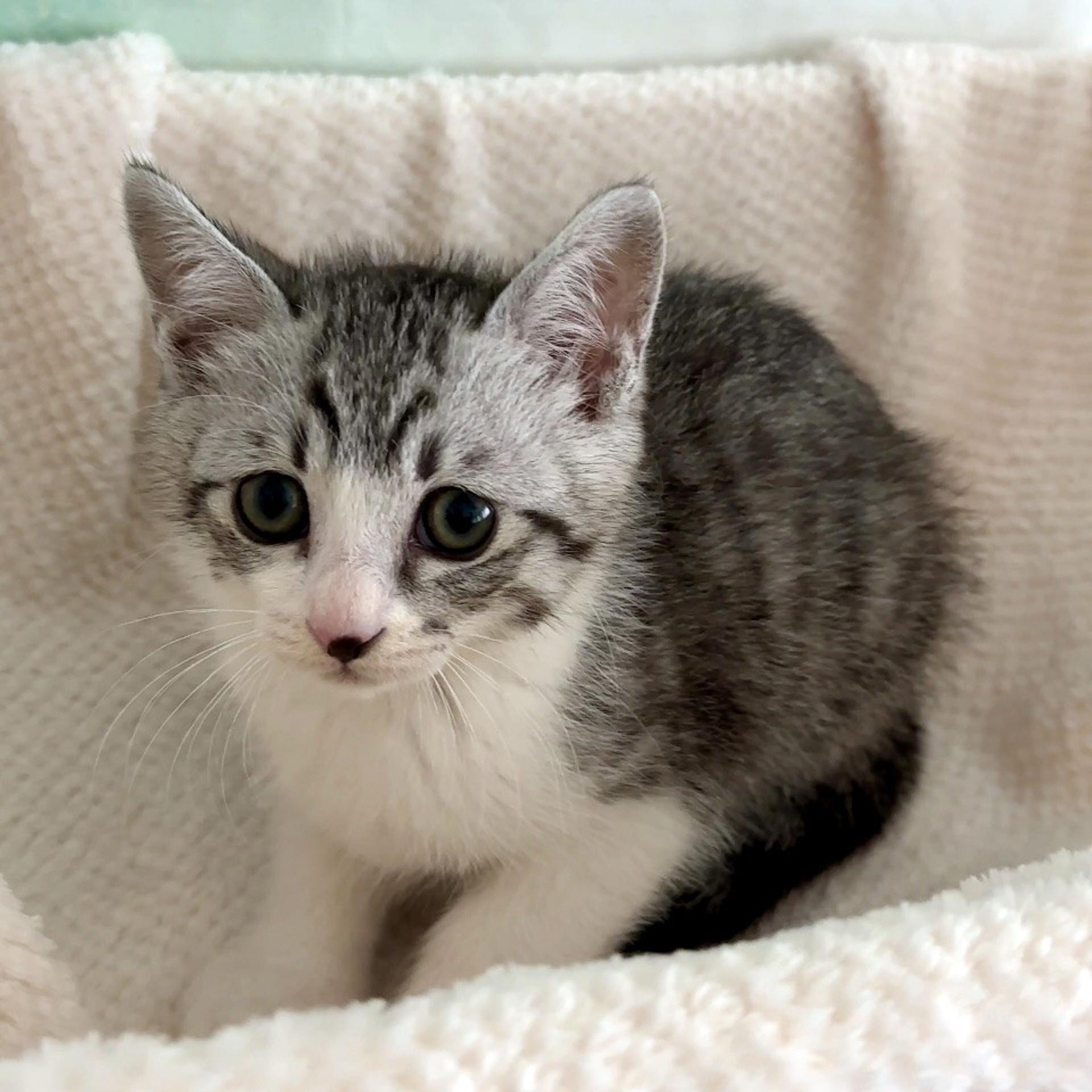 pet-image-3