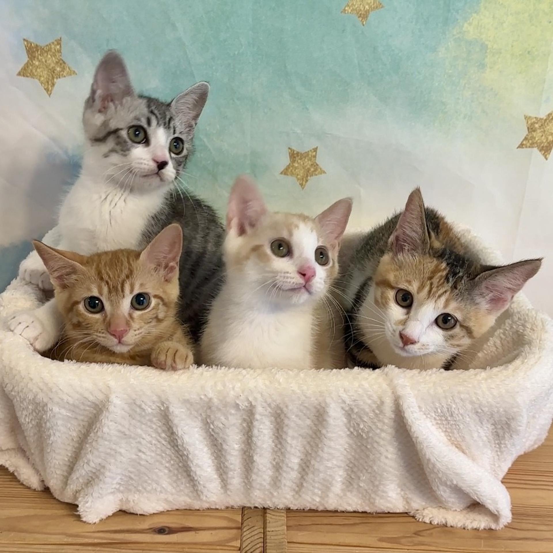 pet-image-9
