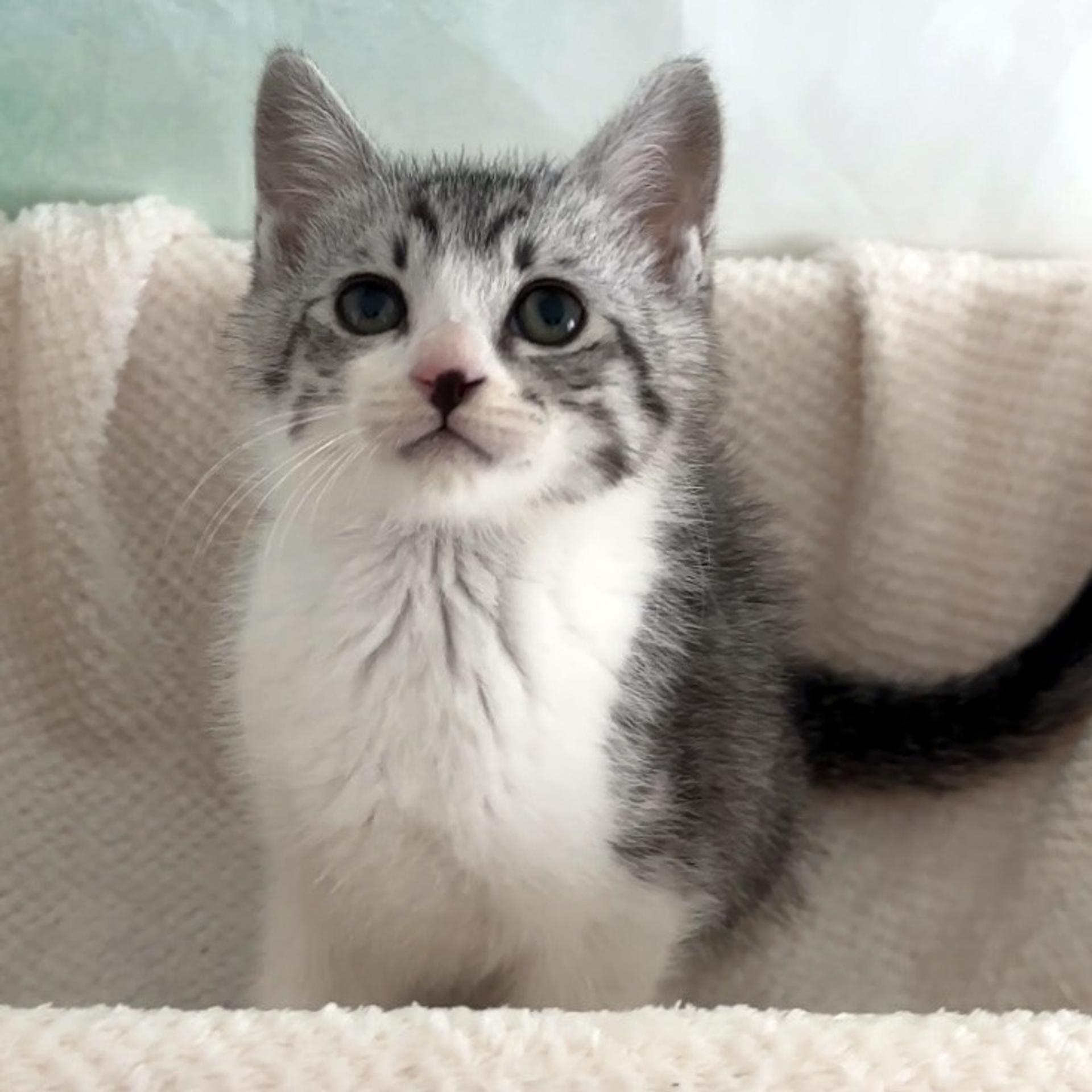 pet-image-5