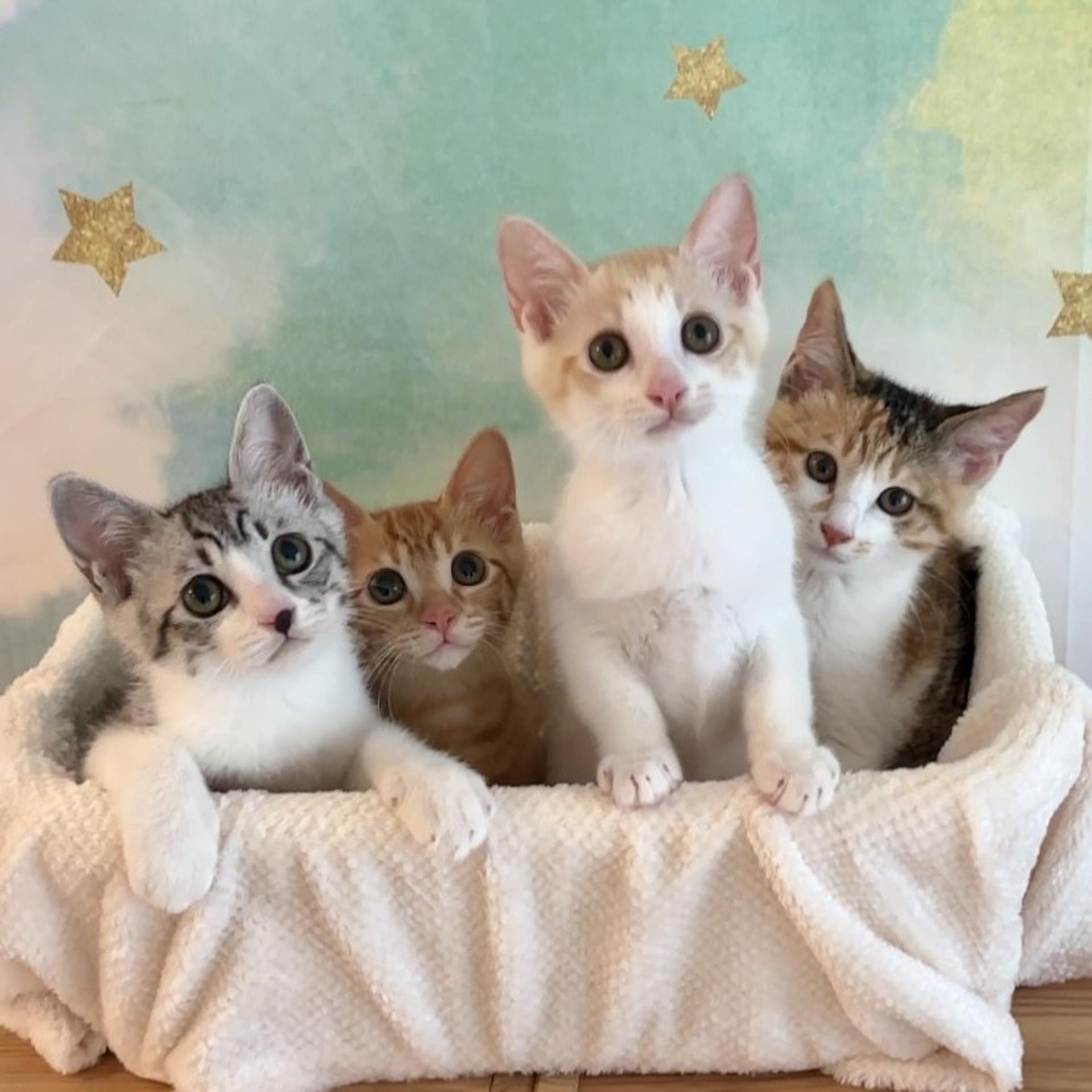 pet-image-6