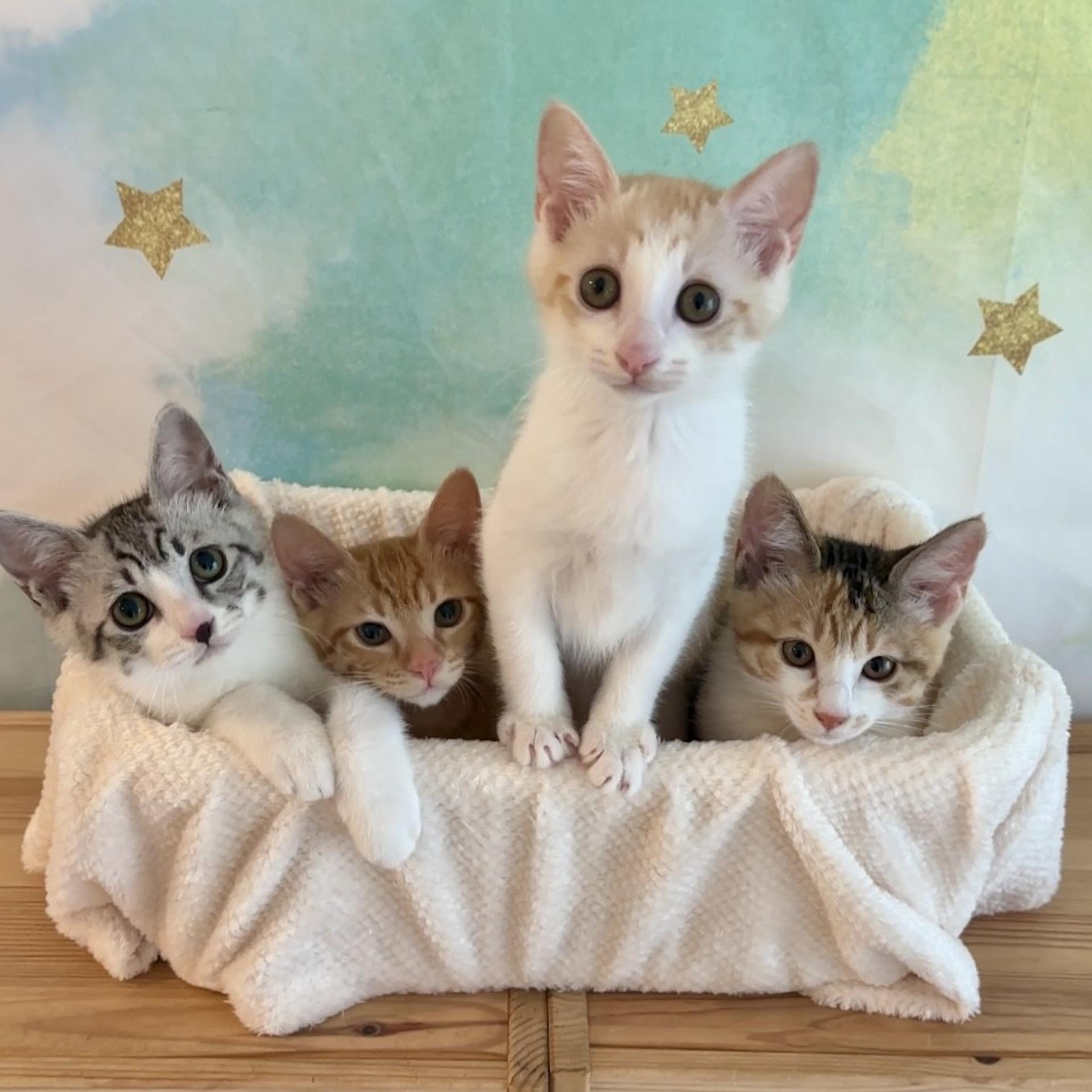 pet-image-8