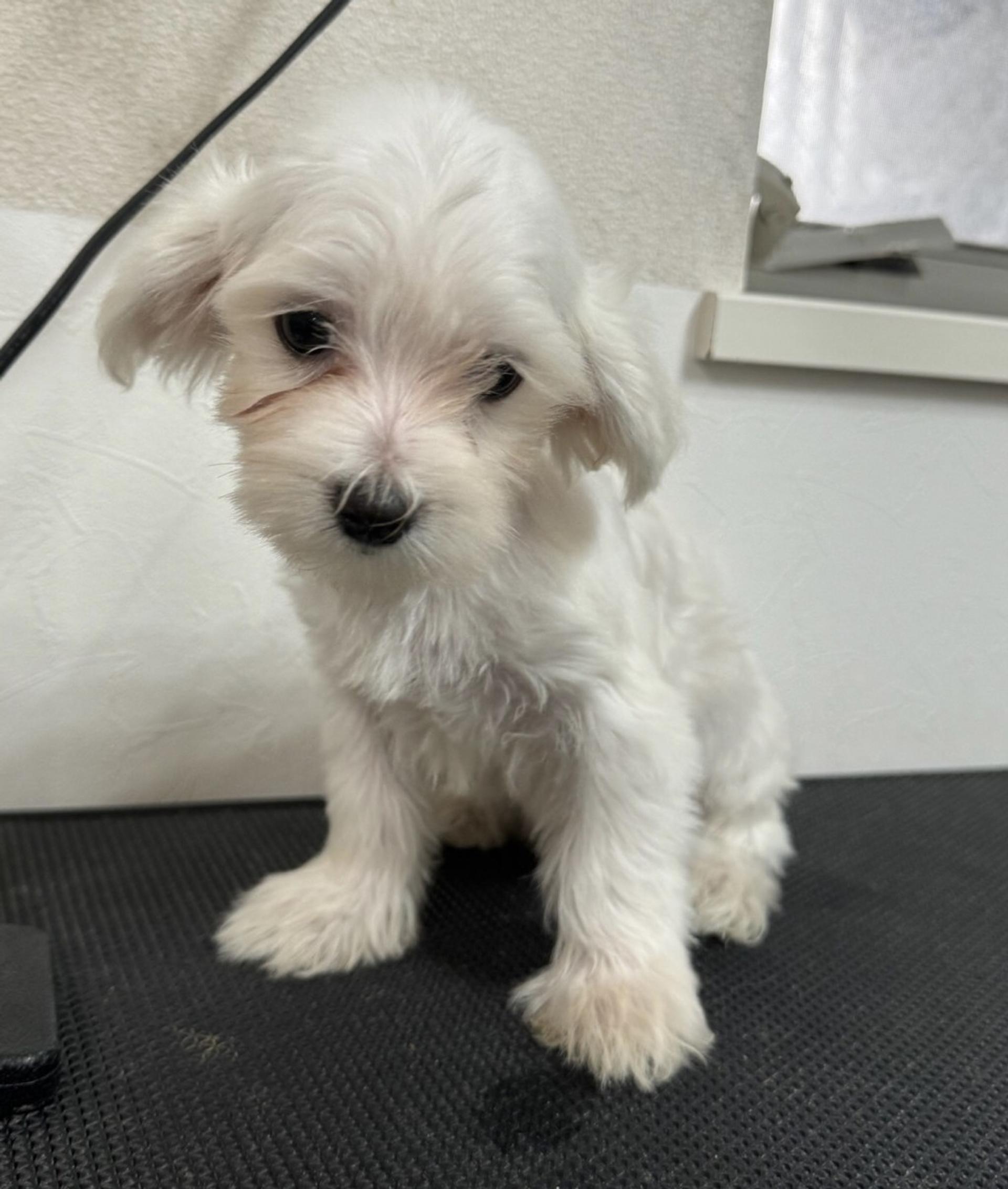pet-image-2