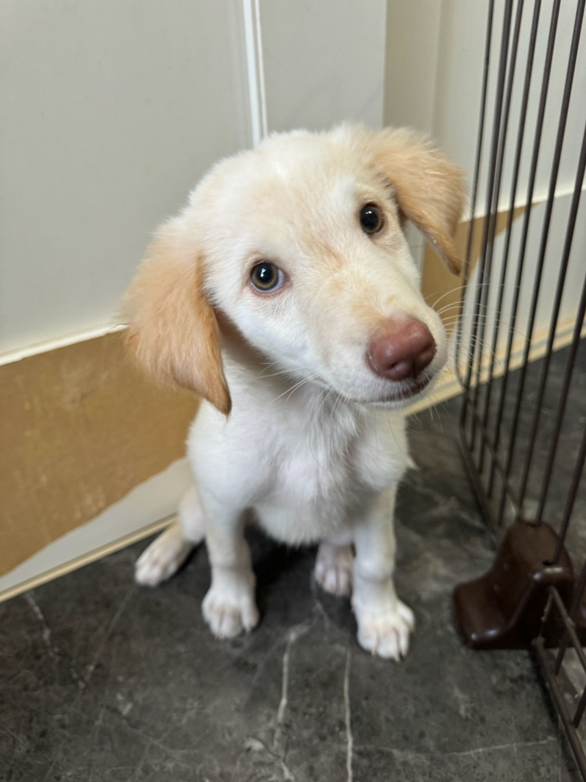 雑種（ミックス犬）・オスの里親募集の写真