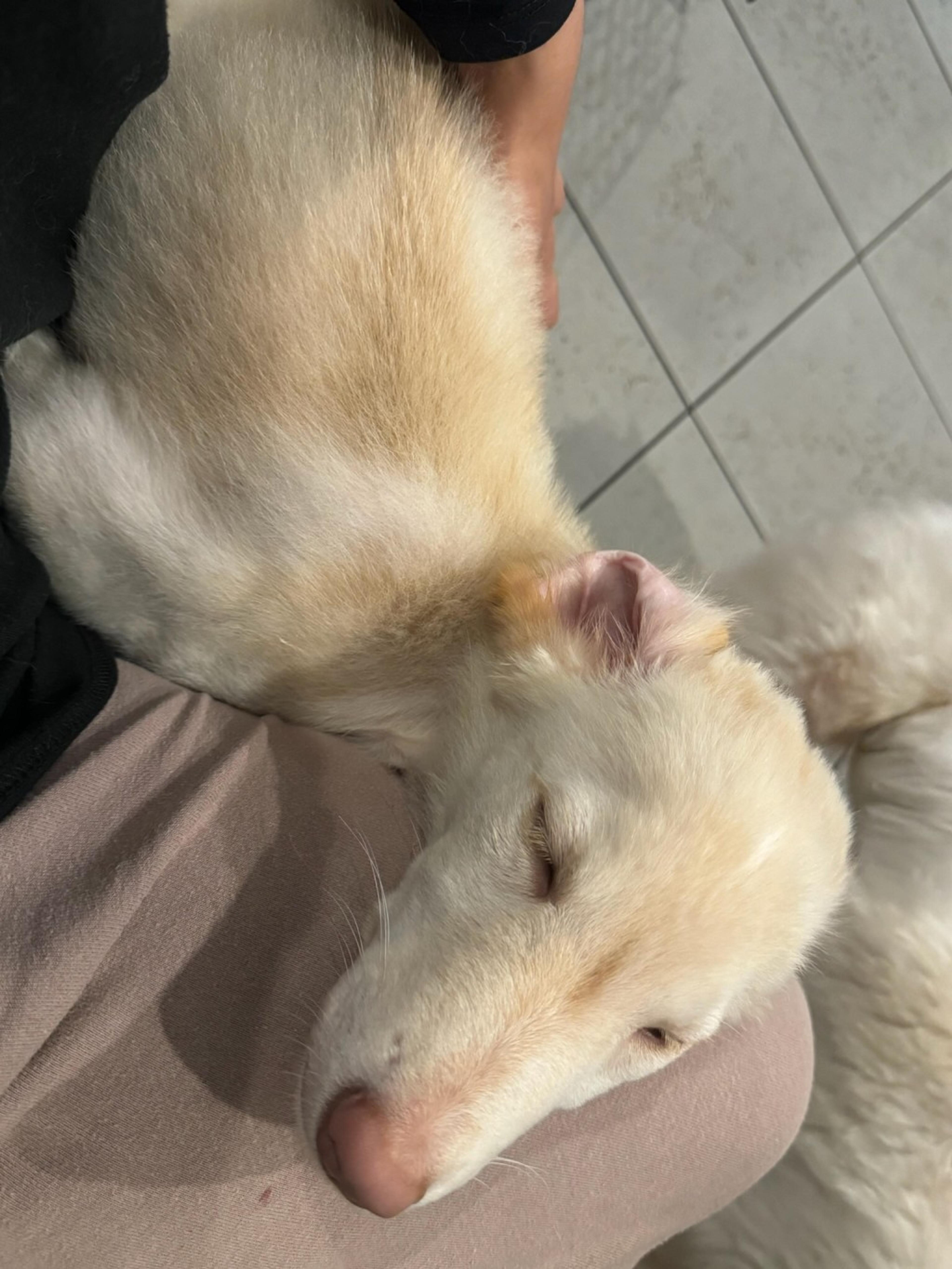 pet-image-2