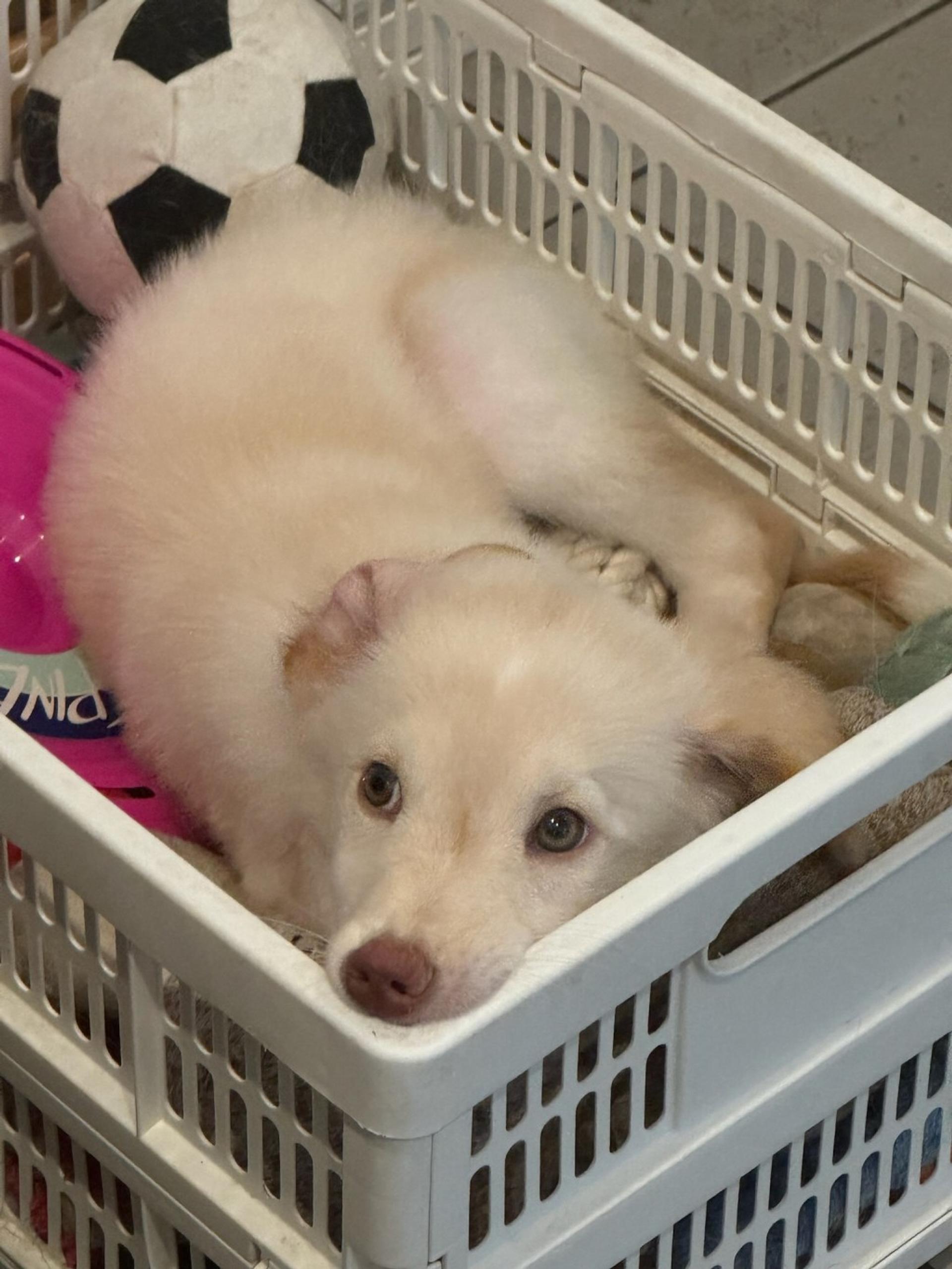pet-image-3