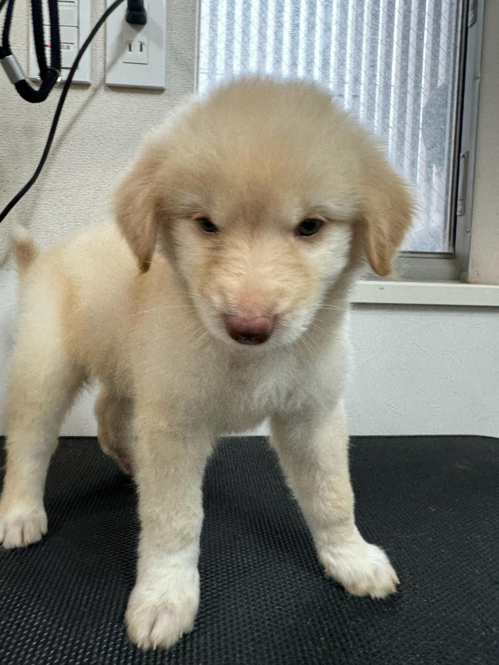 pet-image-2