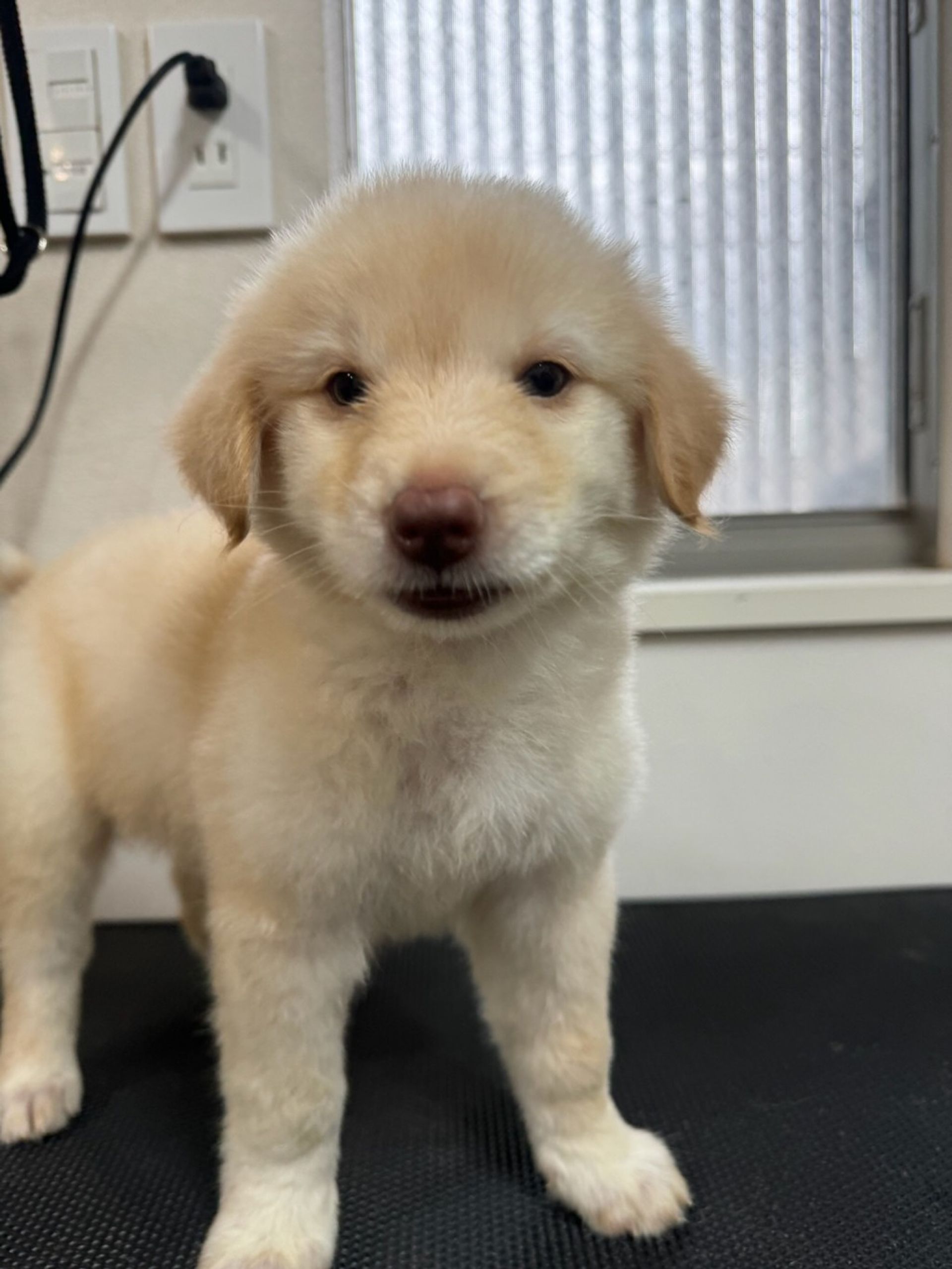 雑種（ミックス犬）・オスの里親募集の写真