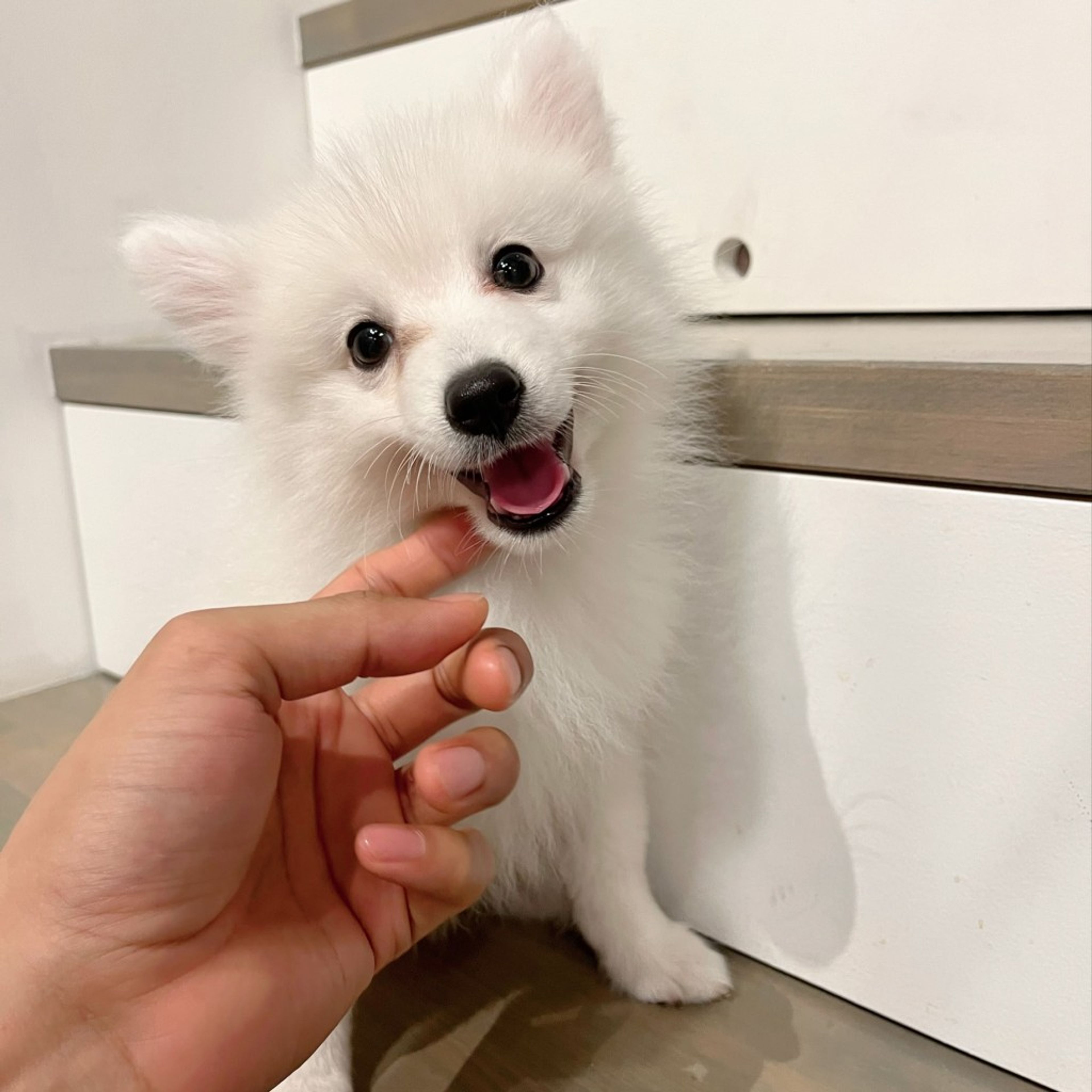pet-image-5