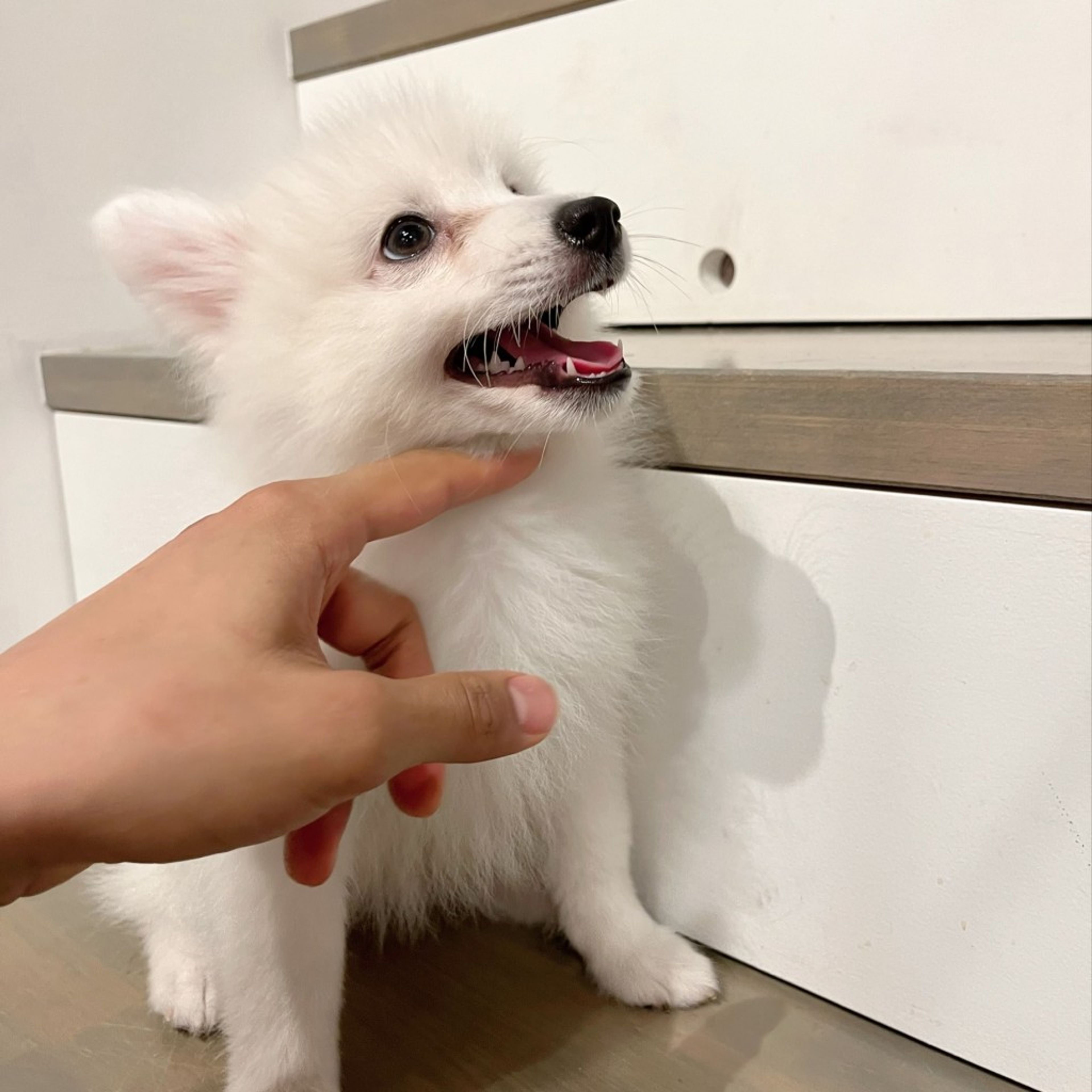 pet-image-6