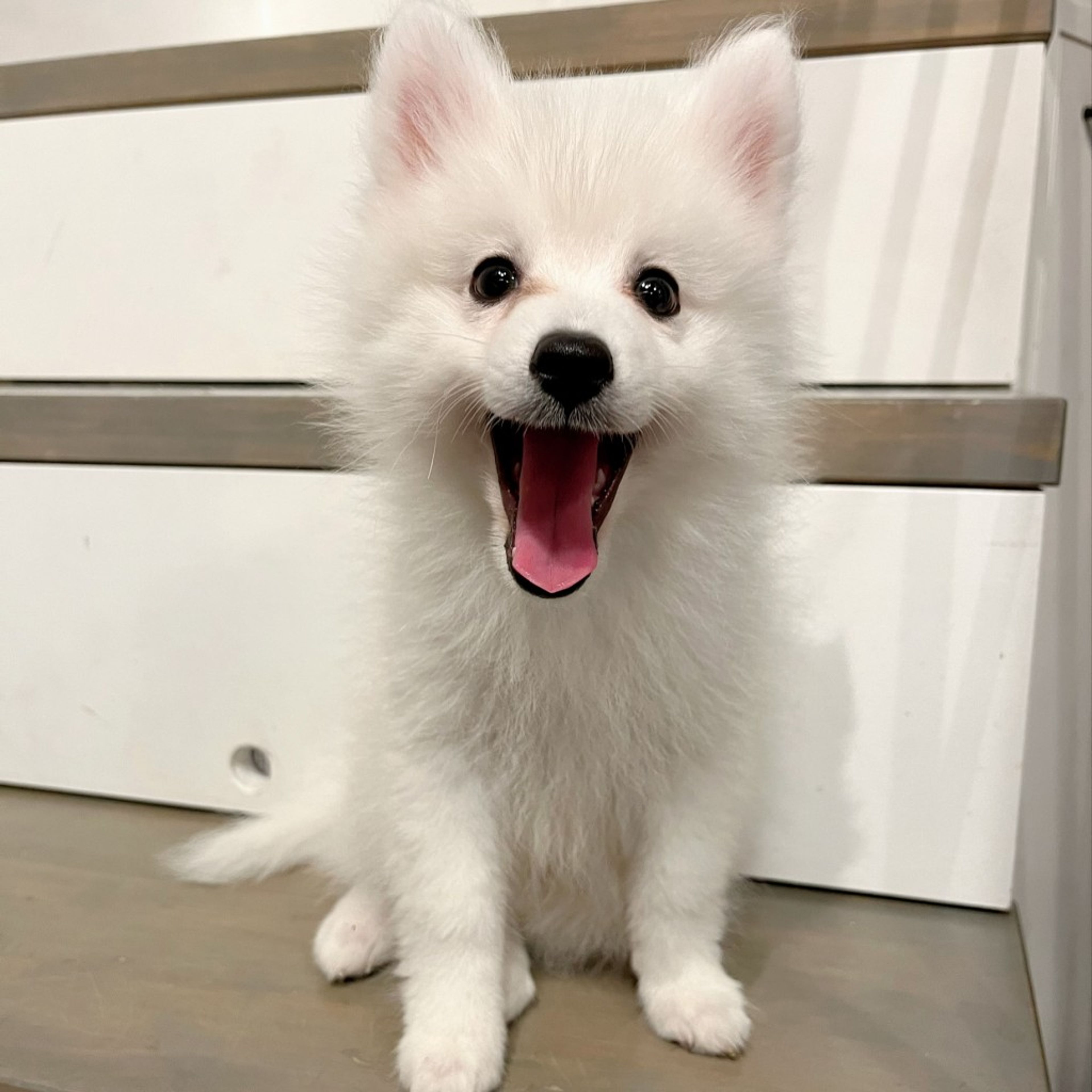 pet-image-3