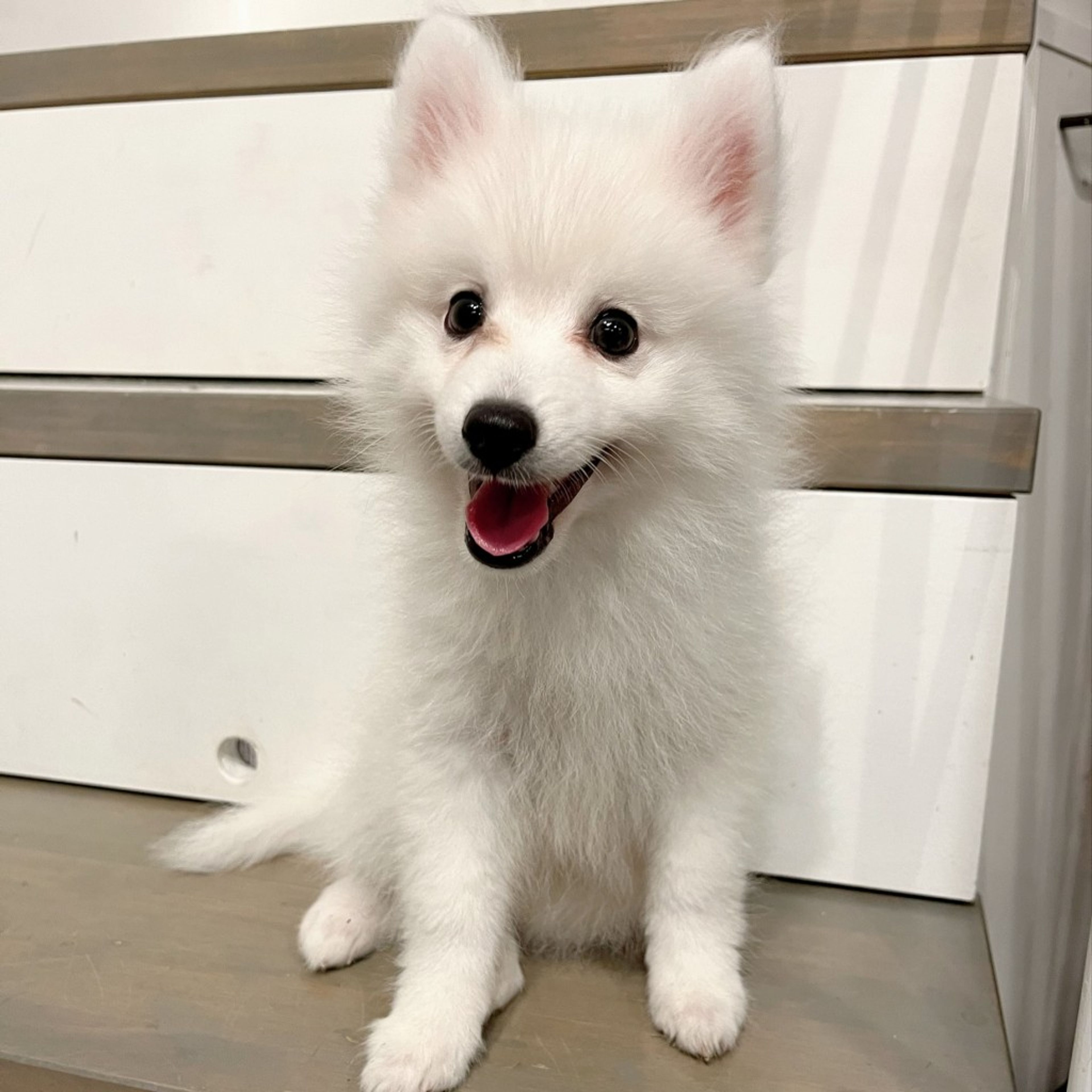 pet-image-2