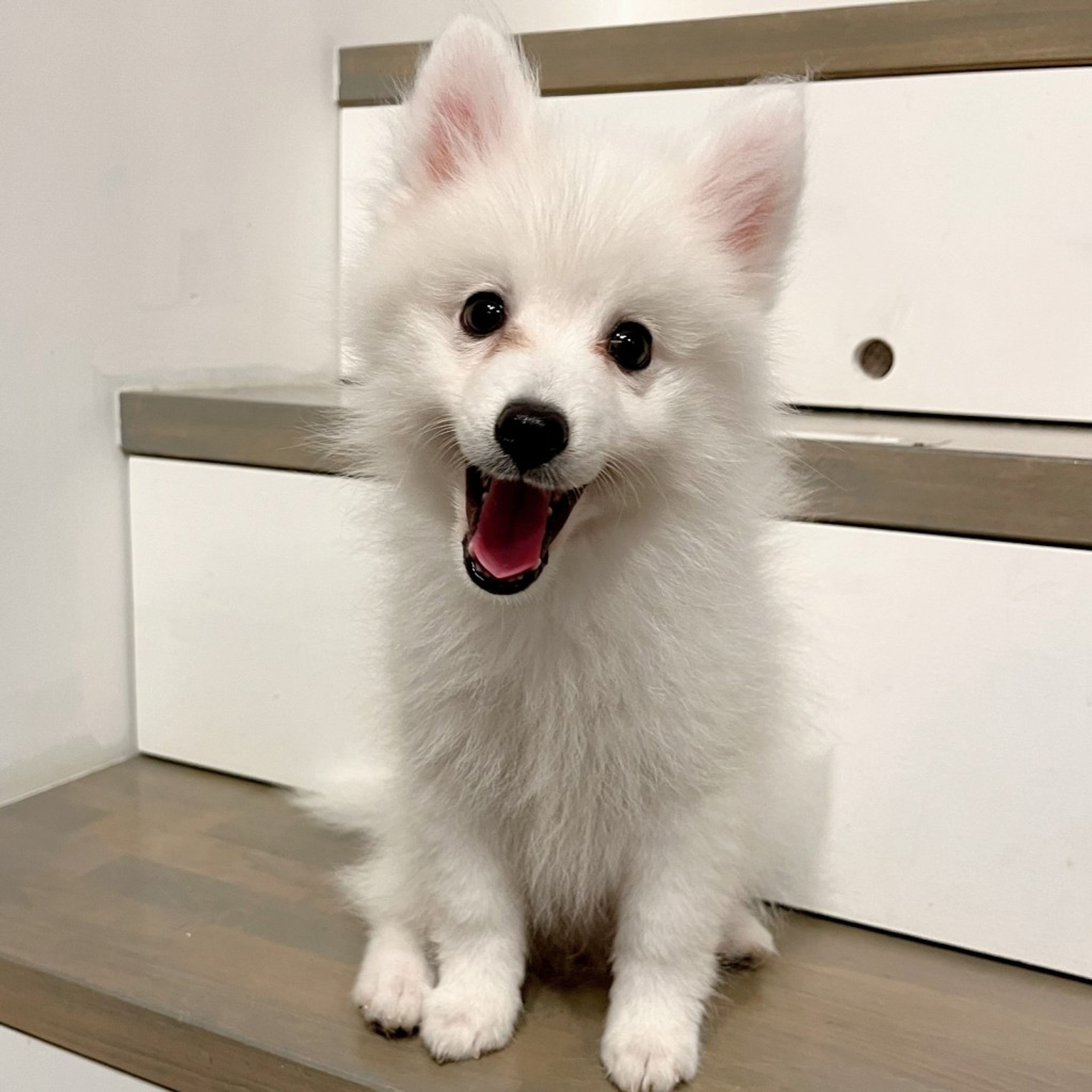 pet-image-9