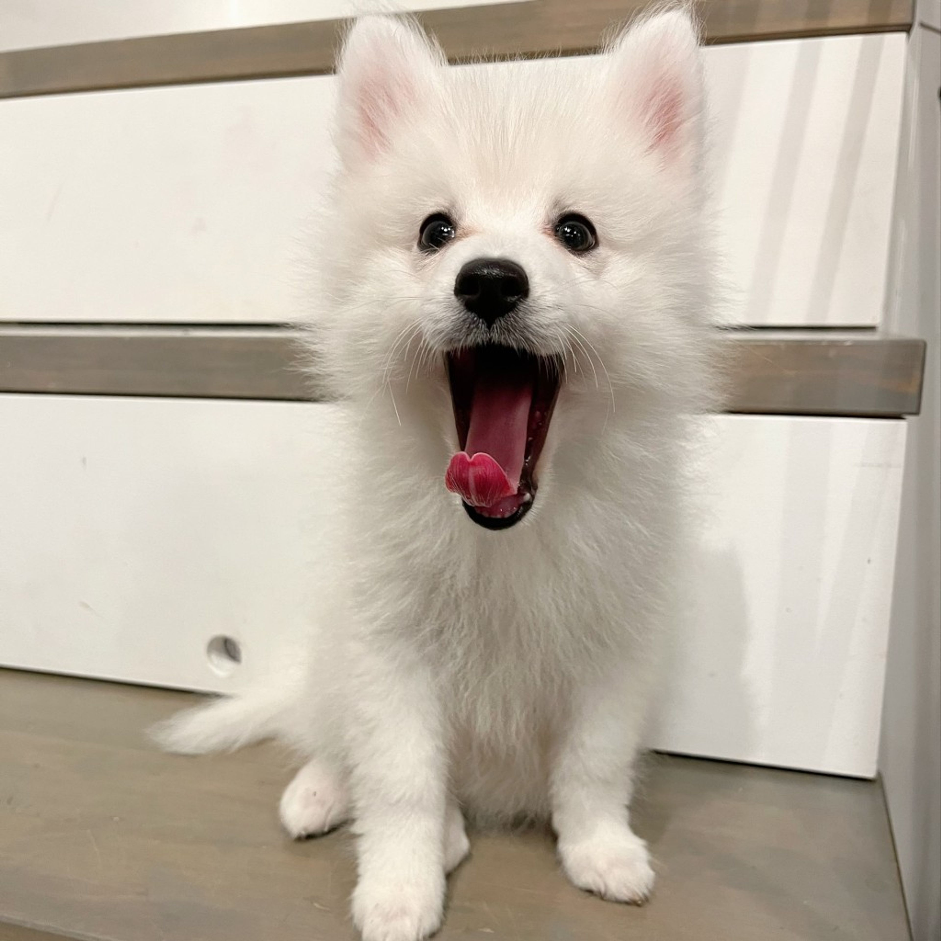 pet-image-4