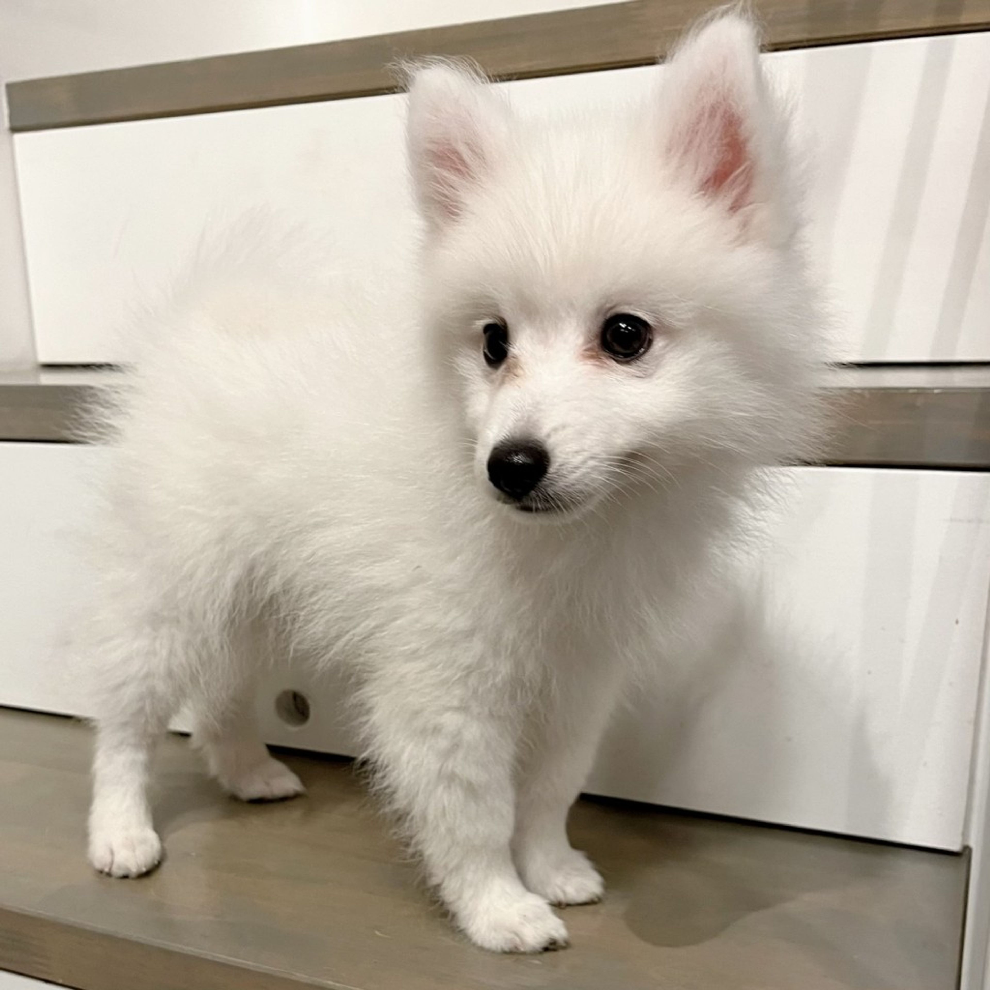 pet-image-7