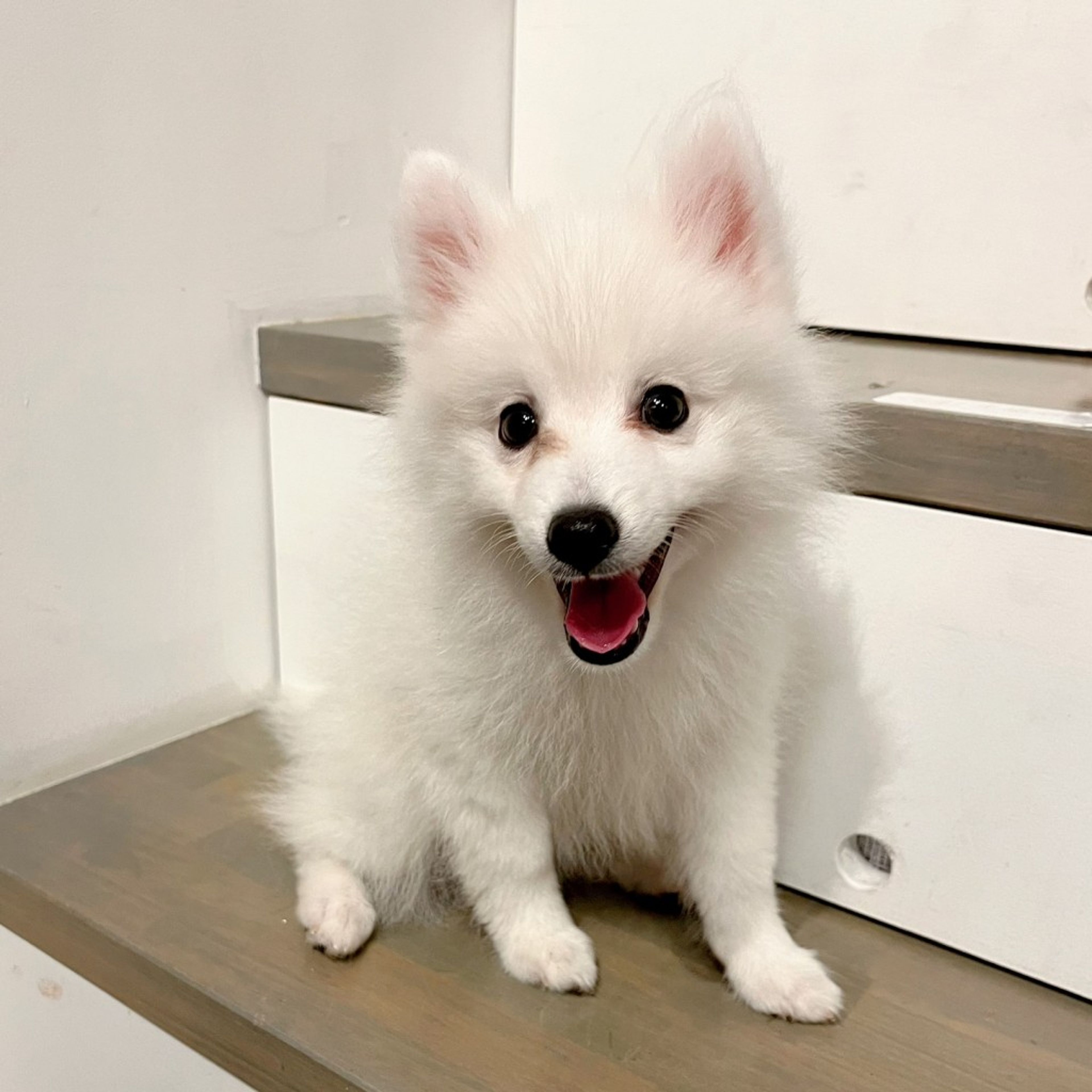 pet-image-8