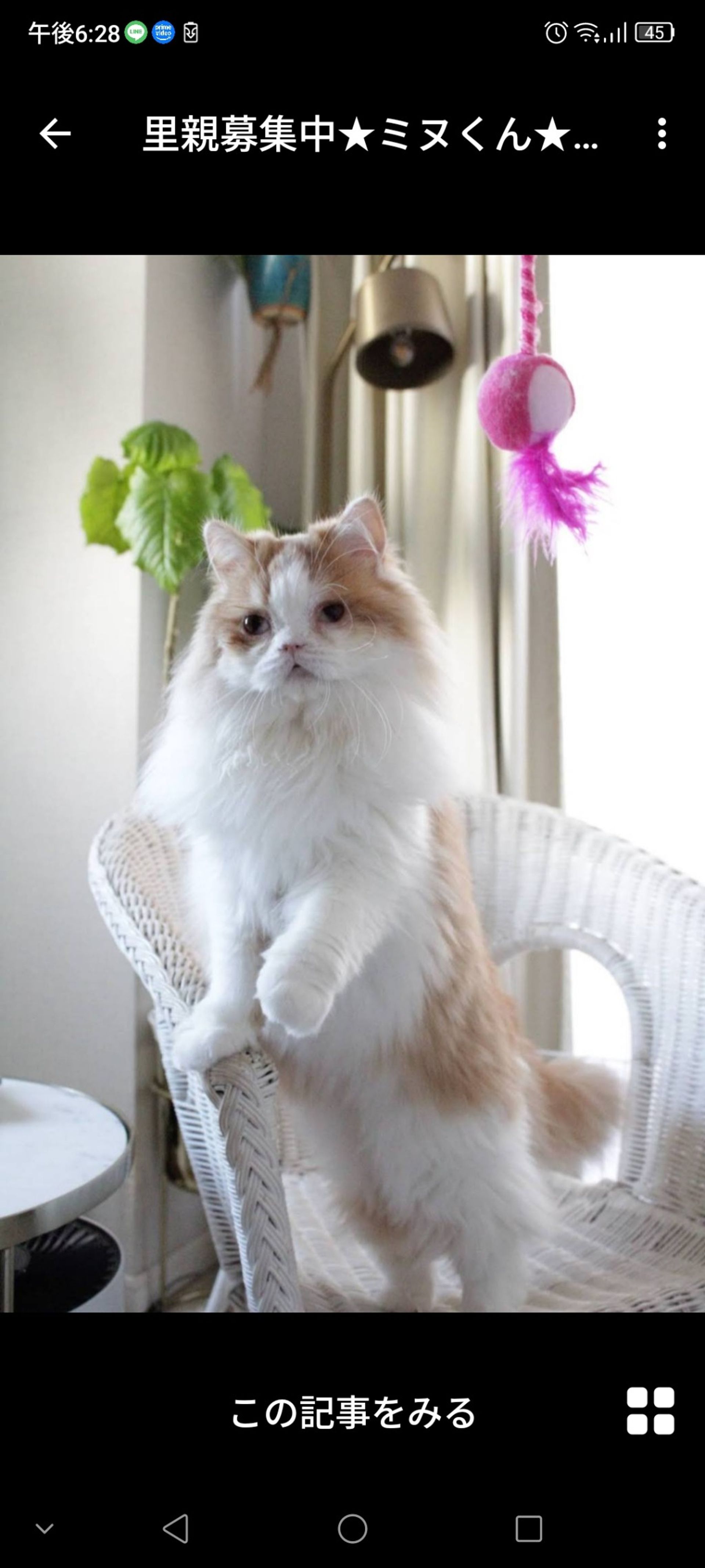 雑種（ミックス猫）・オスの里親募集の写真
