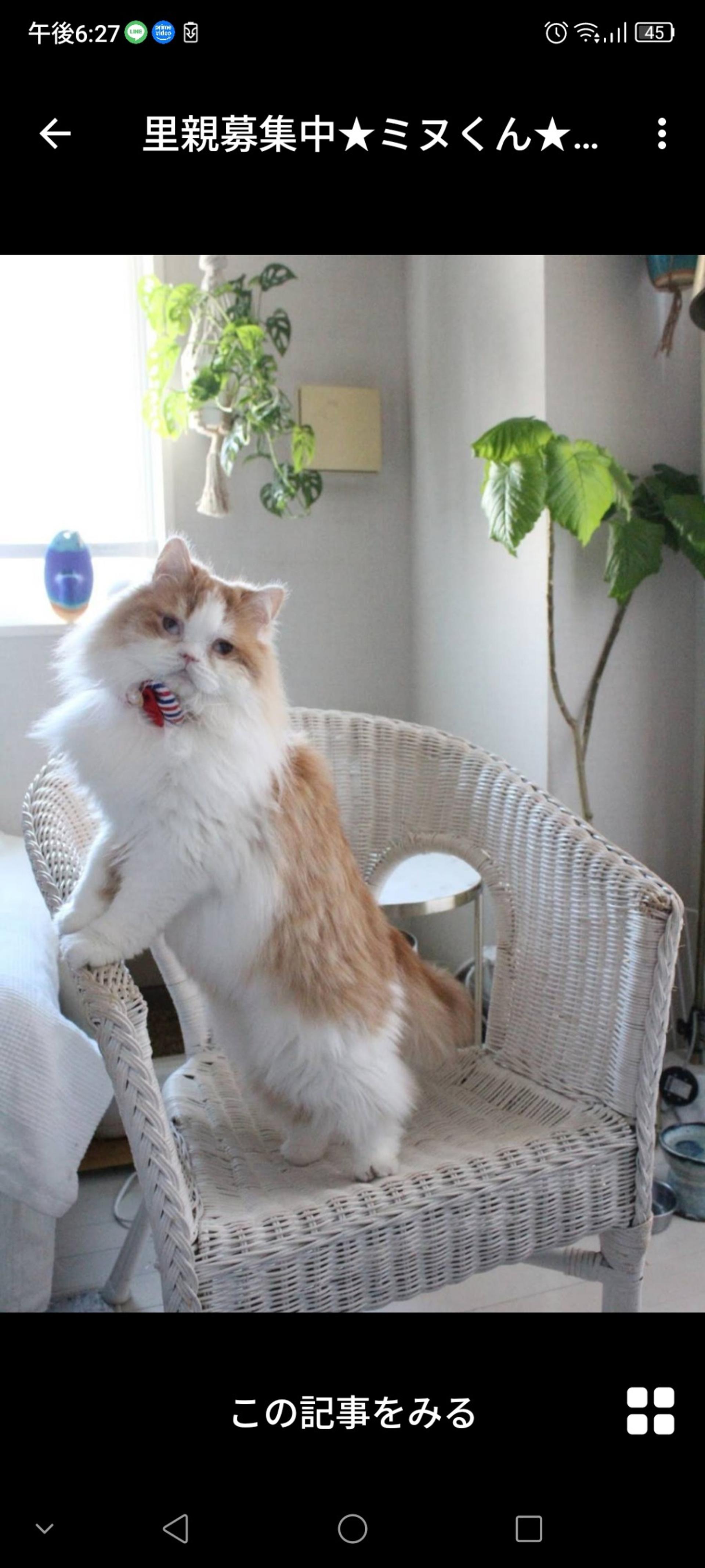 pet-image-3