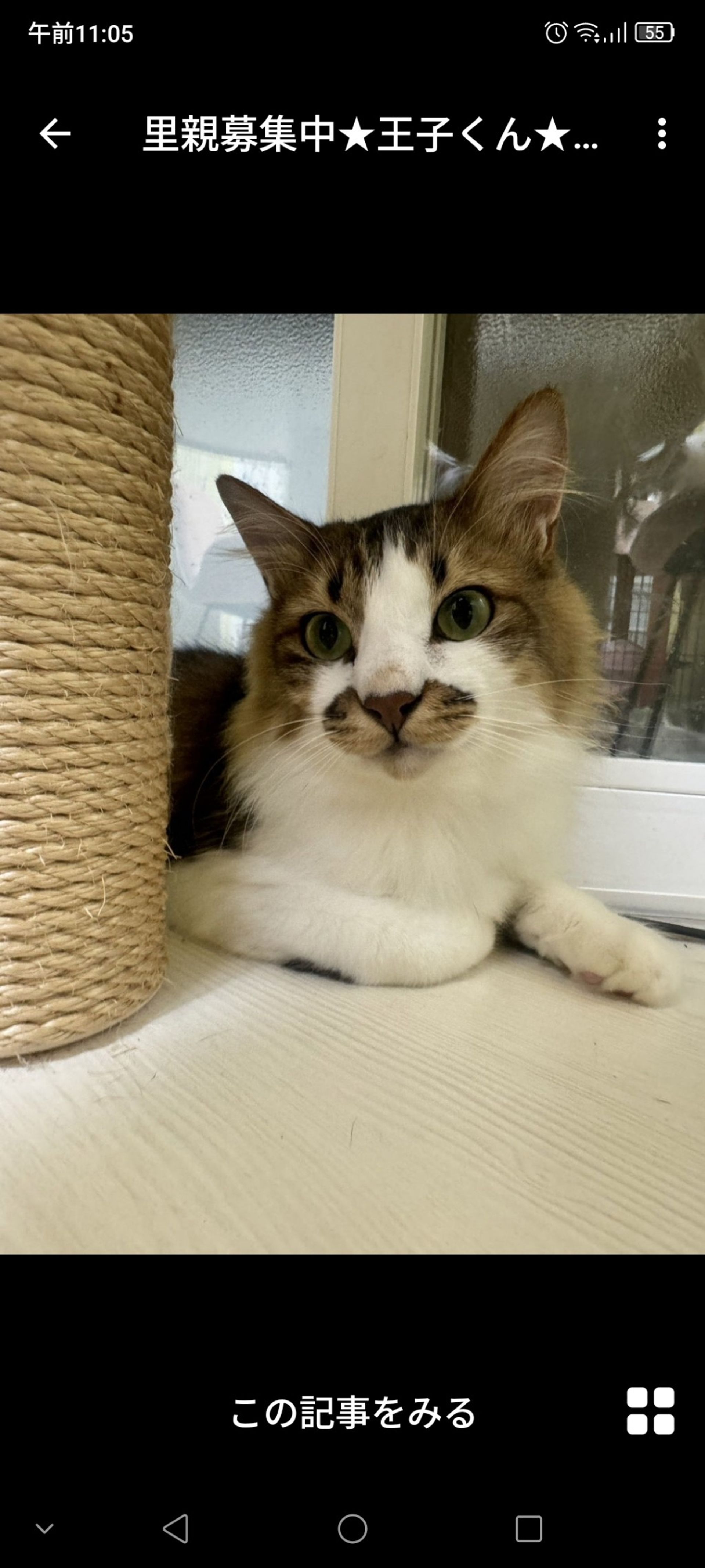 雑種（ミックス猫）・オスの里親募集の写真