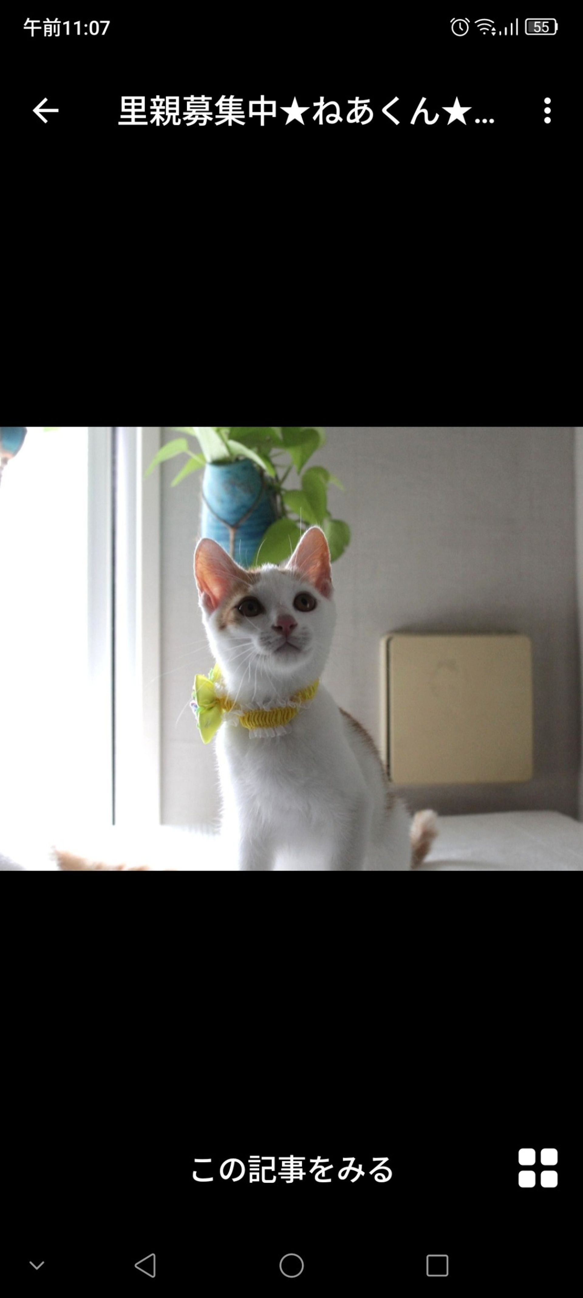 雑種（ミックス猫）・オスの里親募集の写真