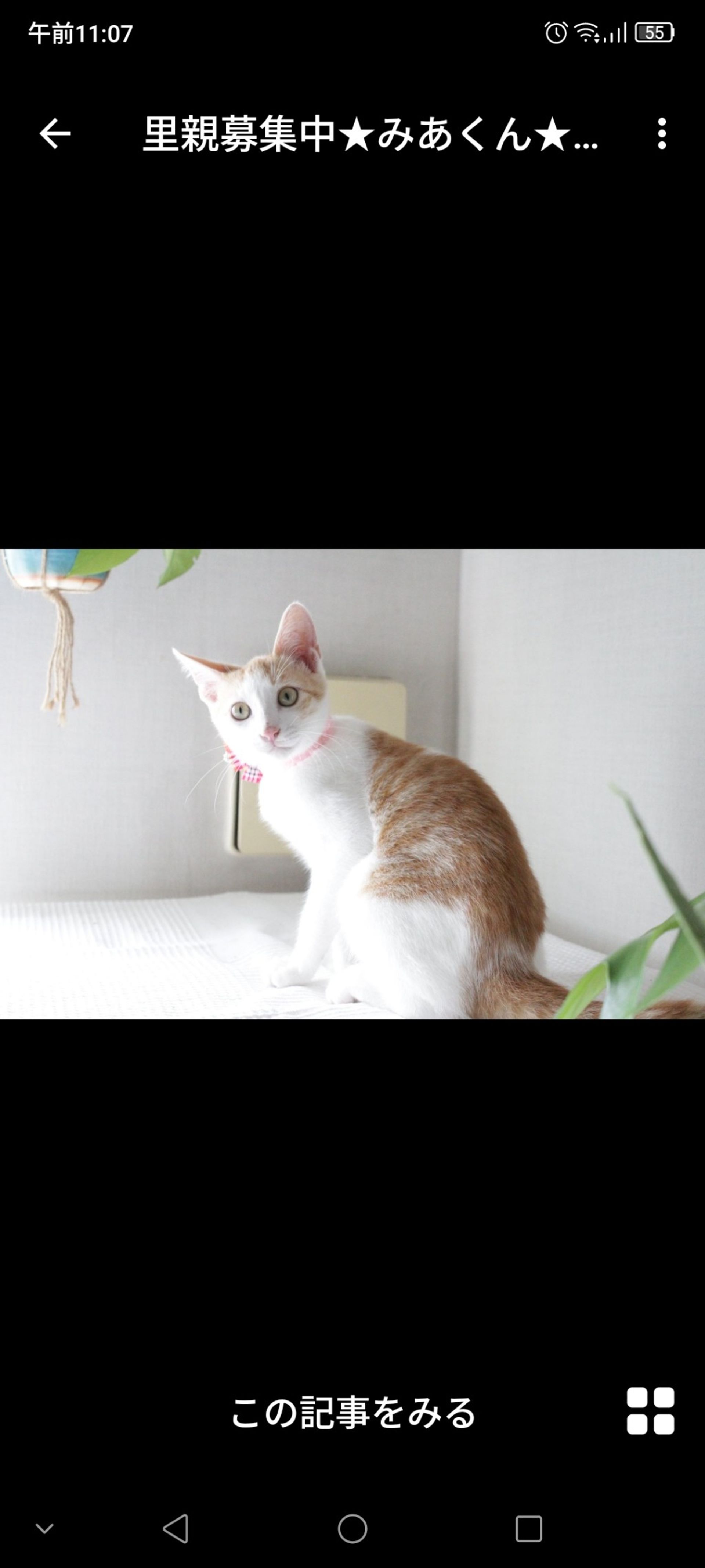 雑種（ミックス猫）・オスの里親募集の写真
