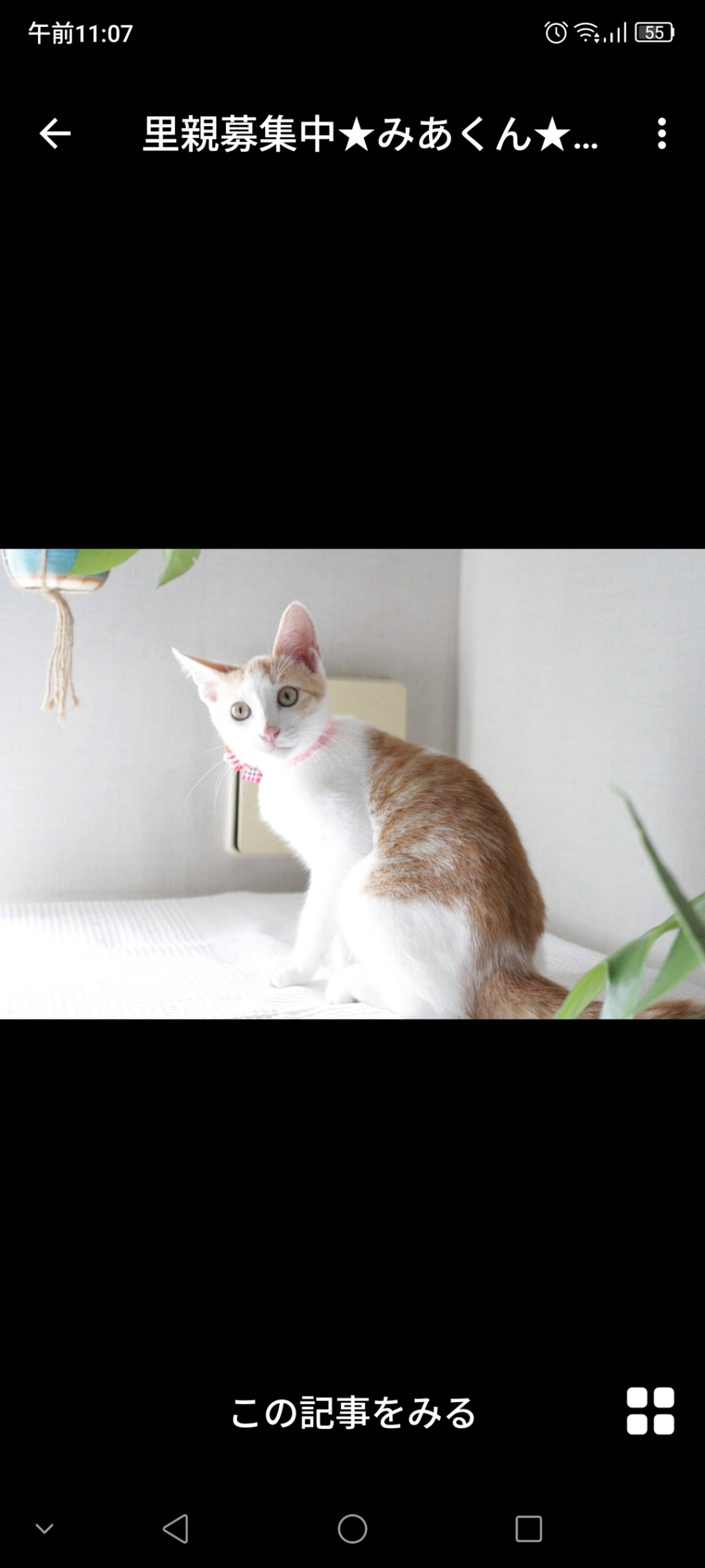 雑種（ミックス猫）・オスの里親募集の写真