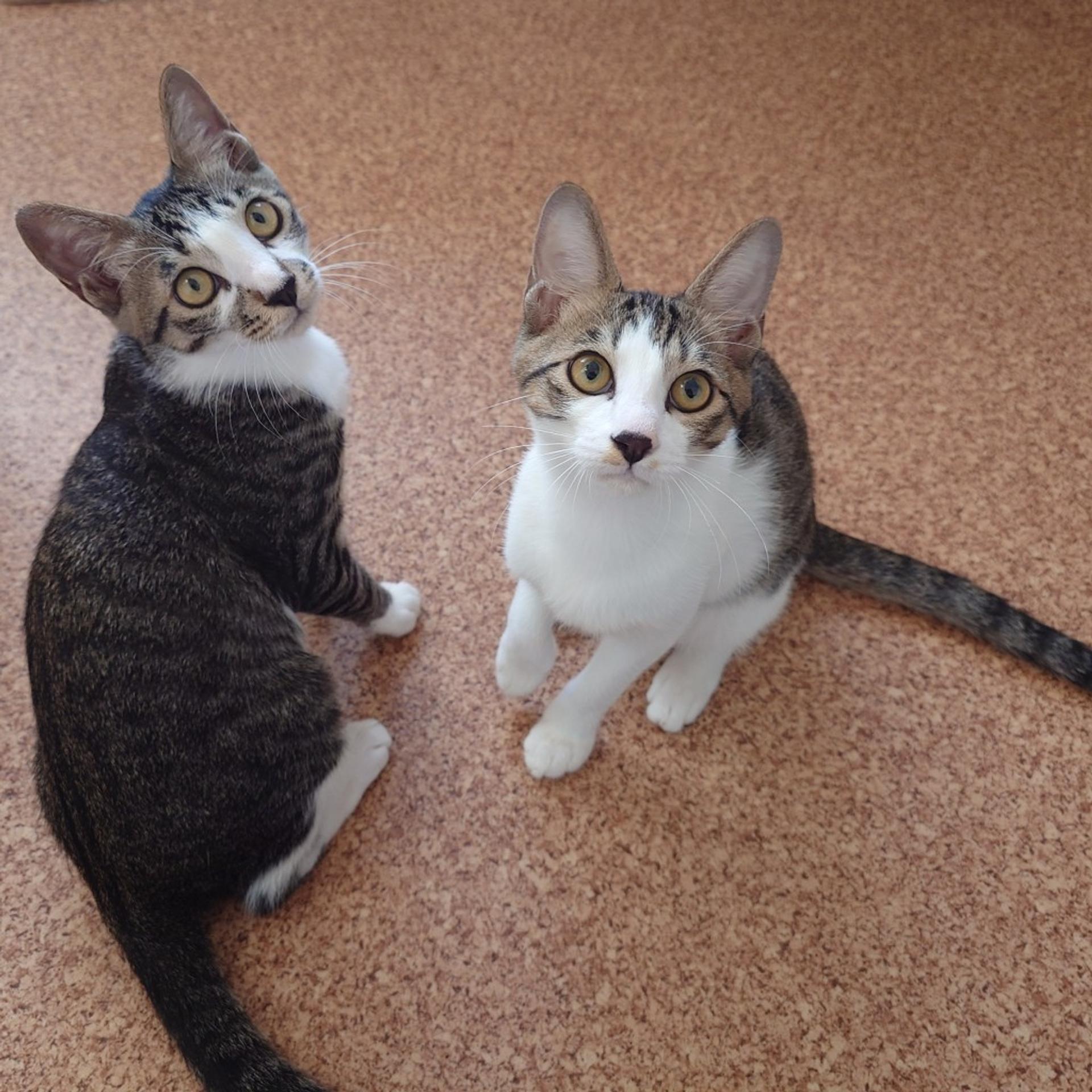 pet-image-7