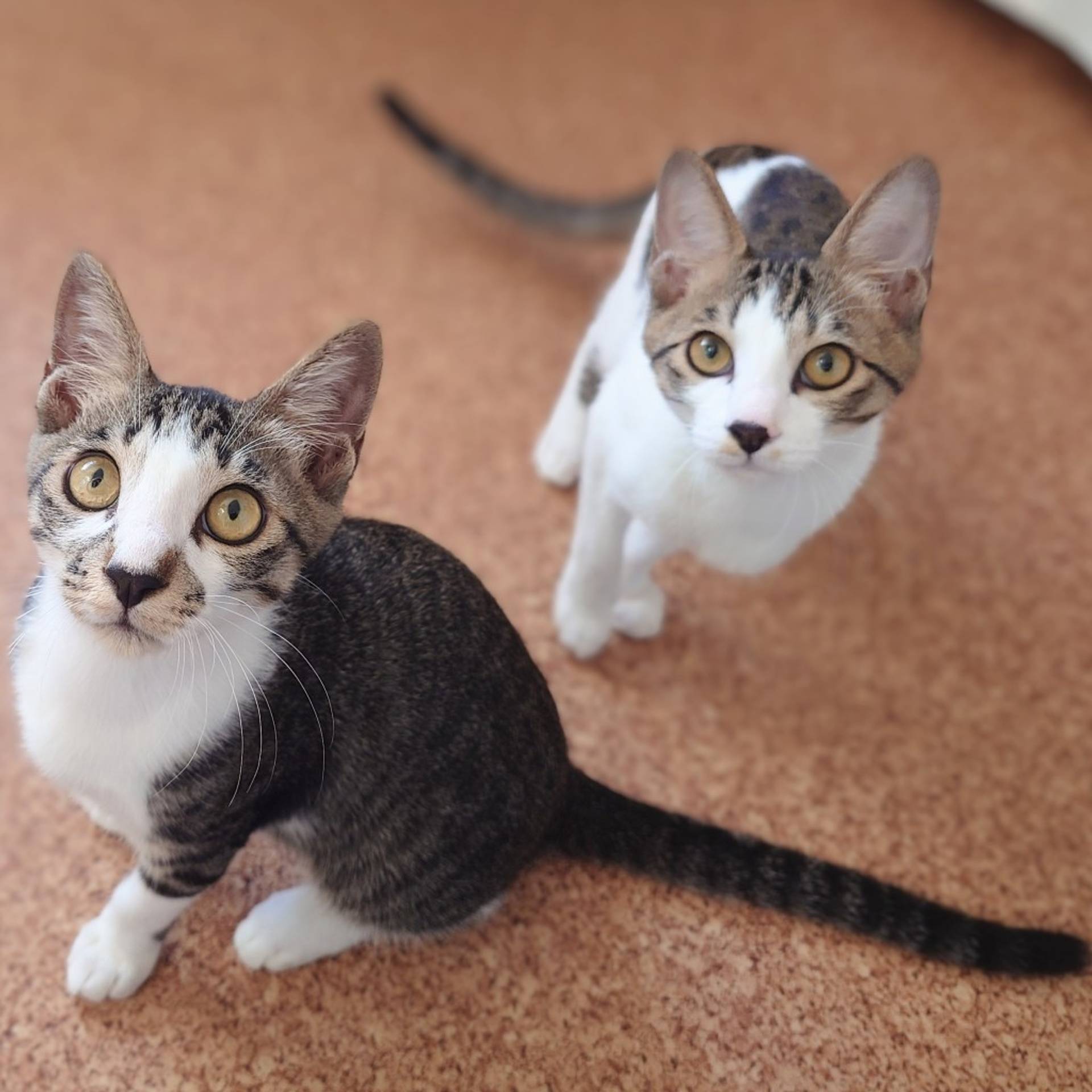 雑種（ミックス猫）・オスの里親募集の写真