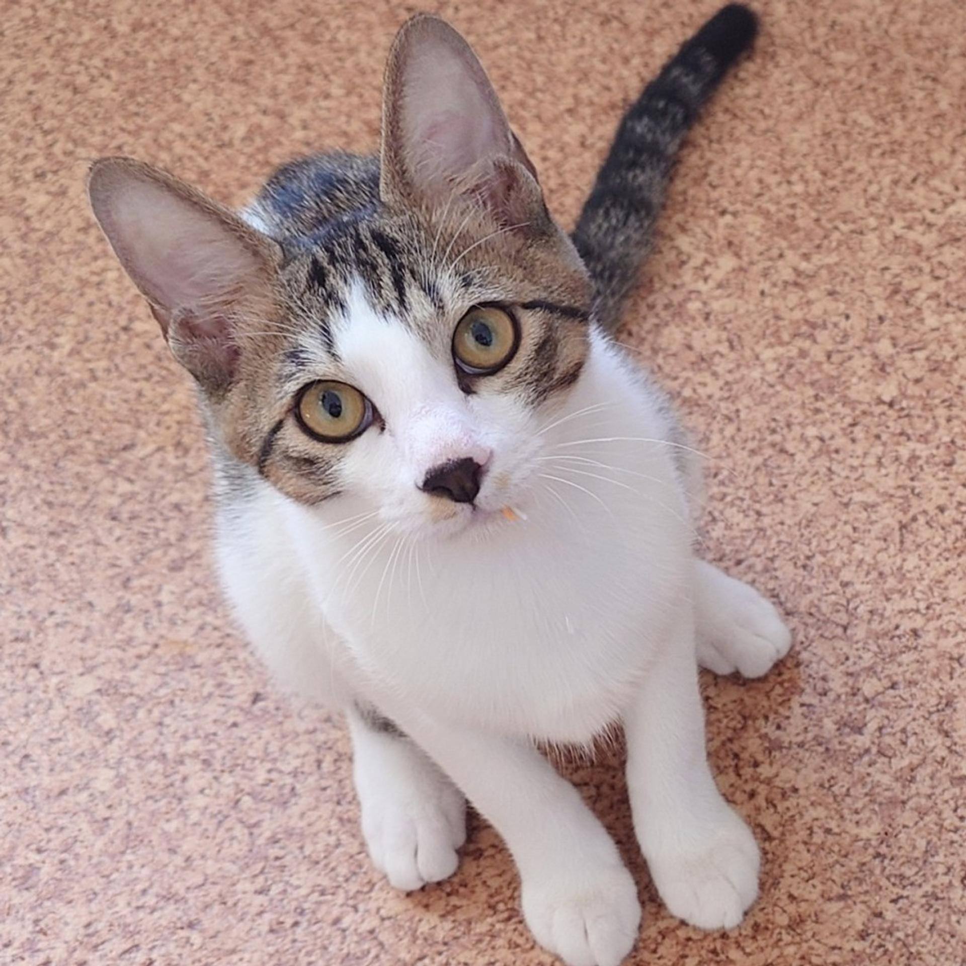 pet-image-4