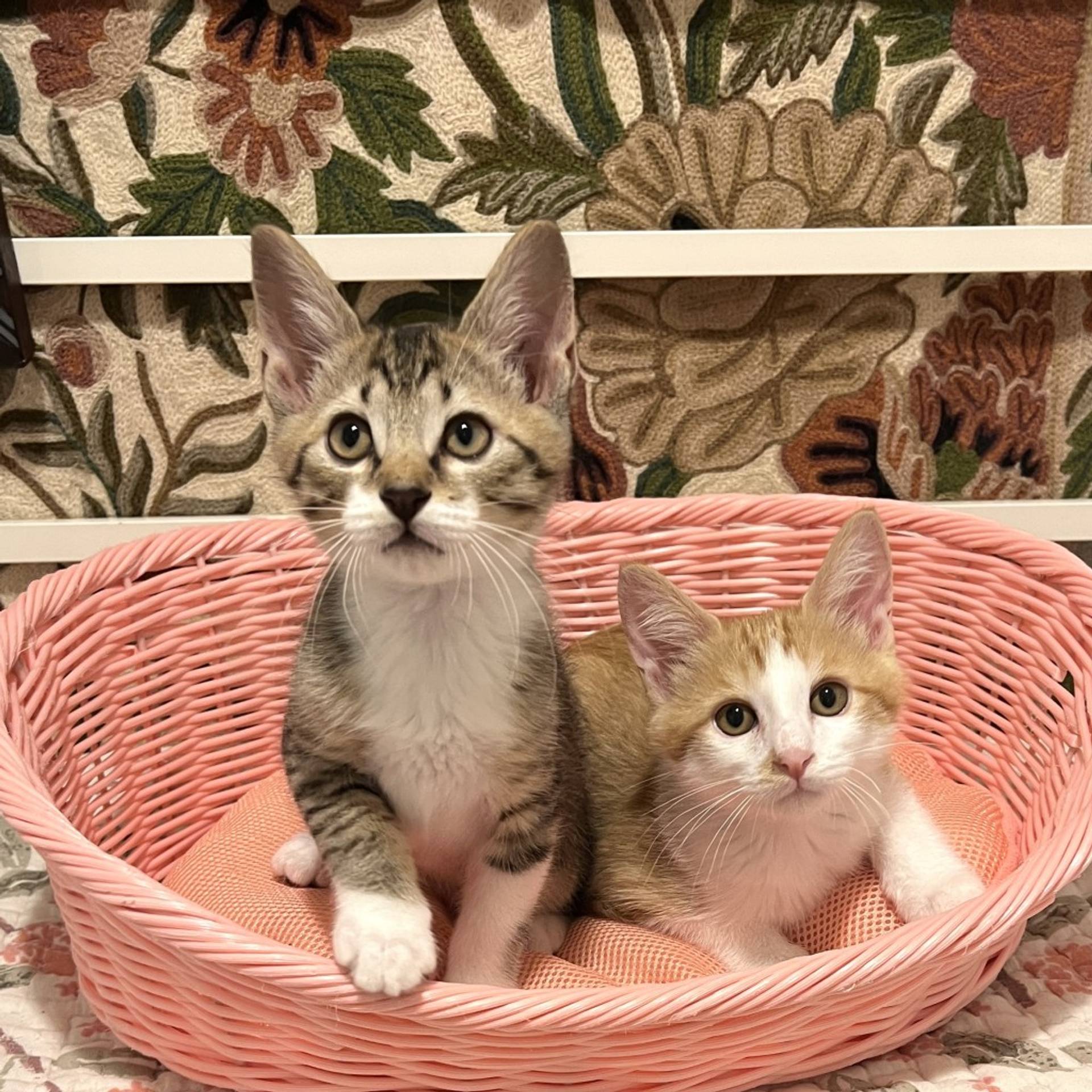 雑種（ミックス猫）・オスの里親募集の写真