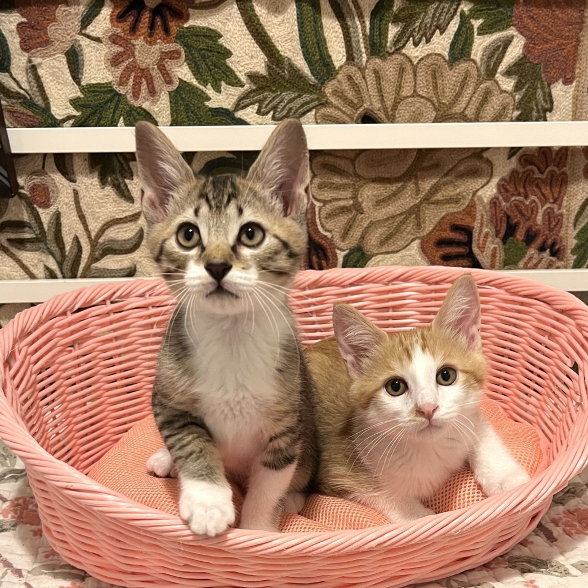 雑種（ミックス猫）・オスの里親募集の写真