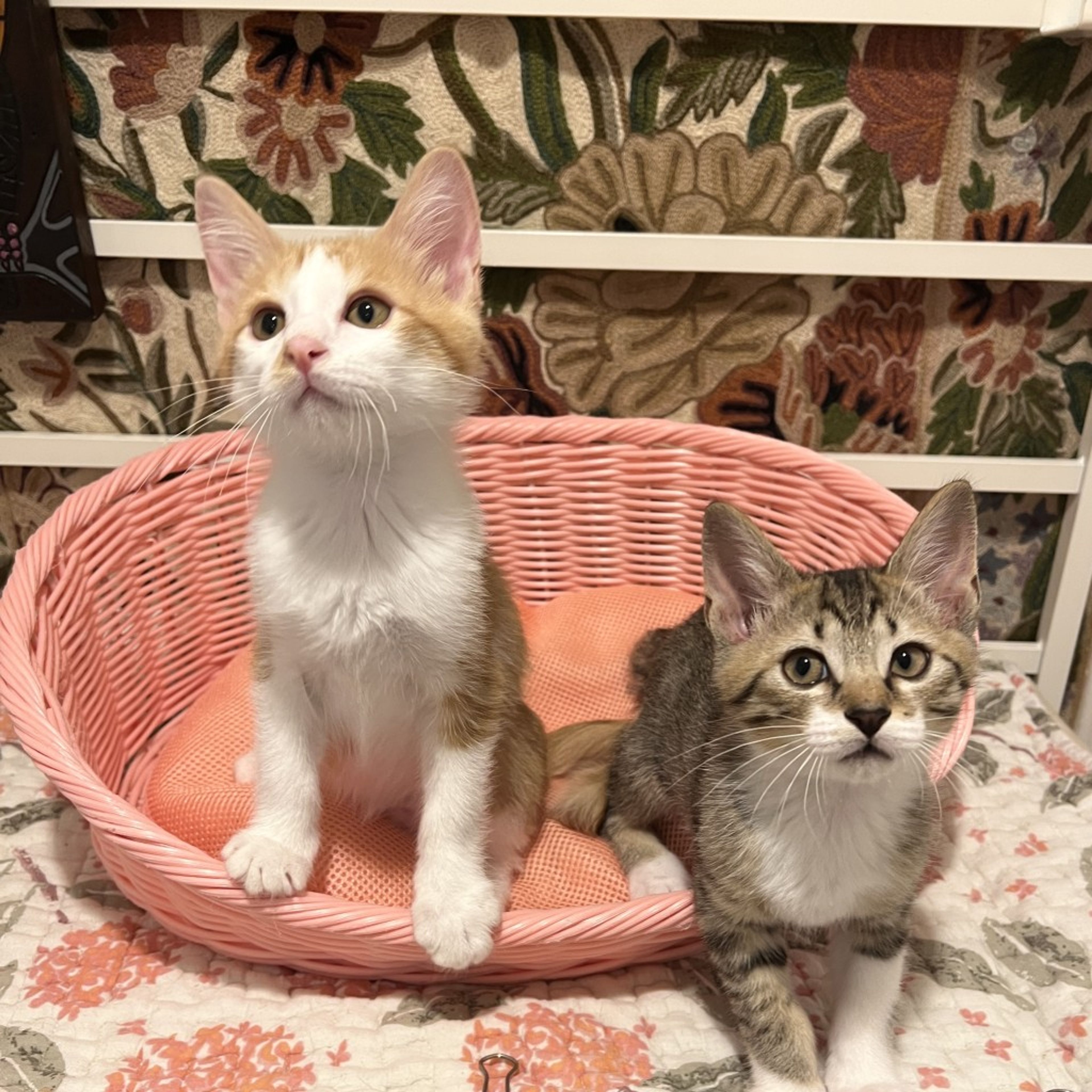 pet-image-3