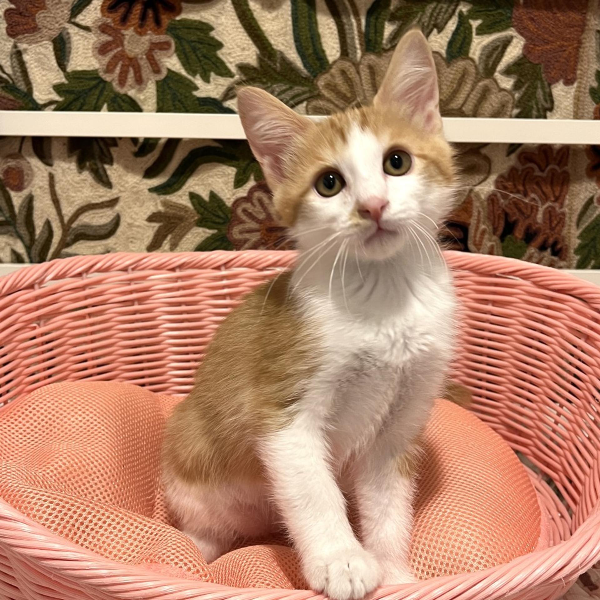 pet-image-9