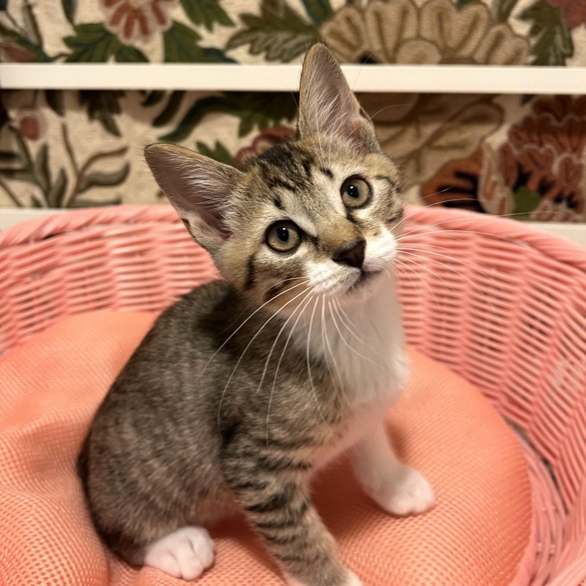 pet-image-4