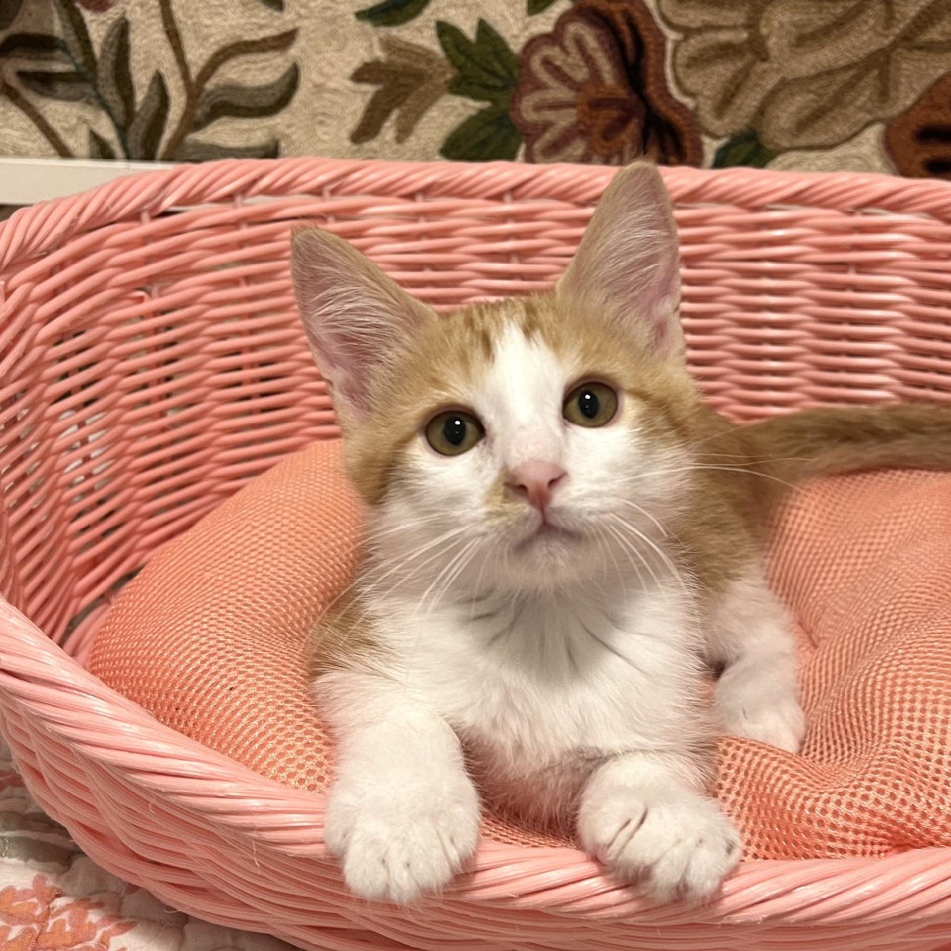 pet-image-10
