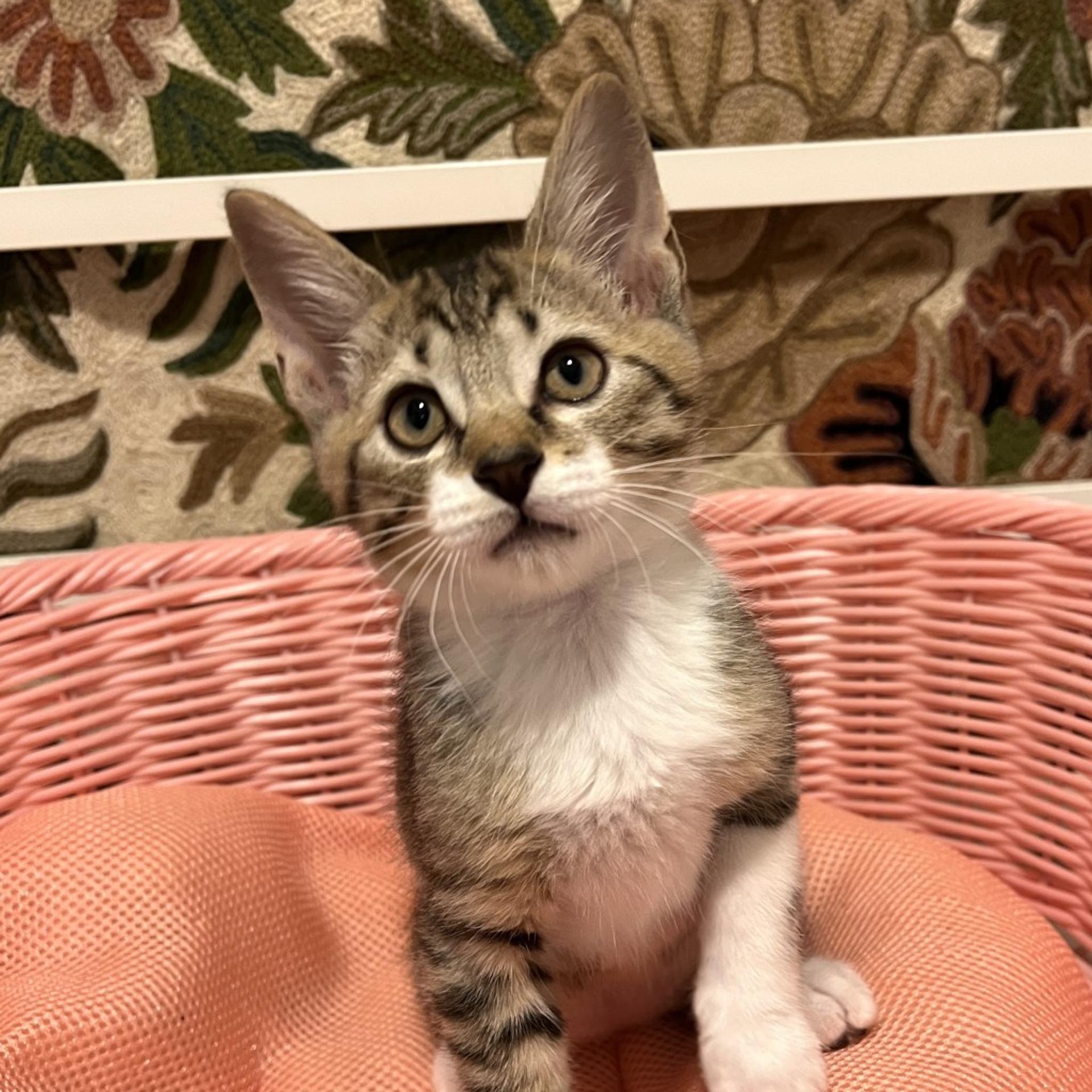 pet-image-7
