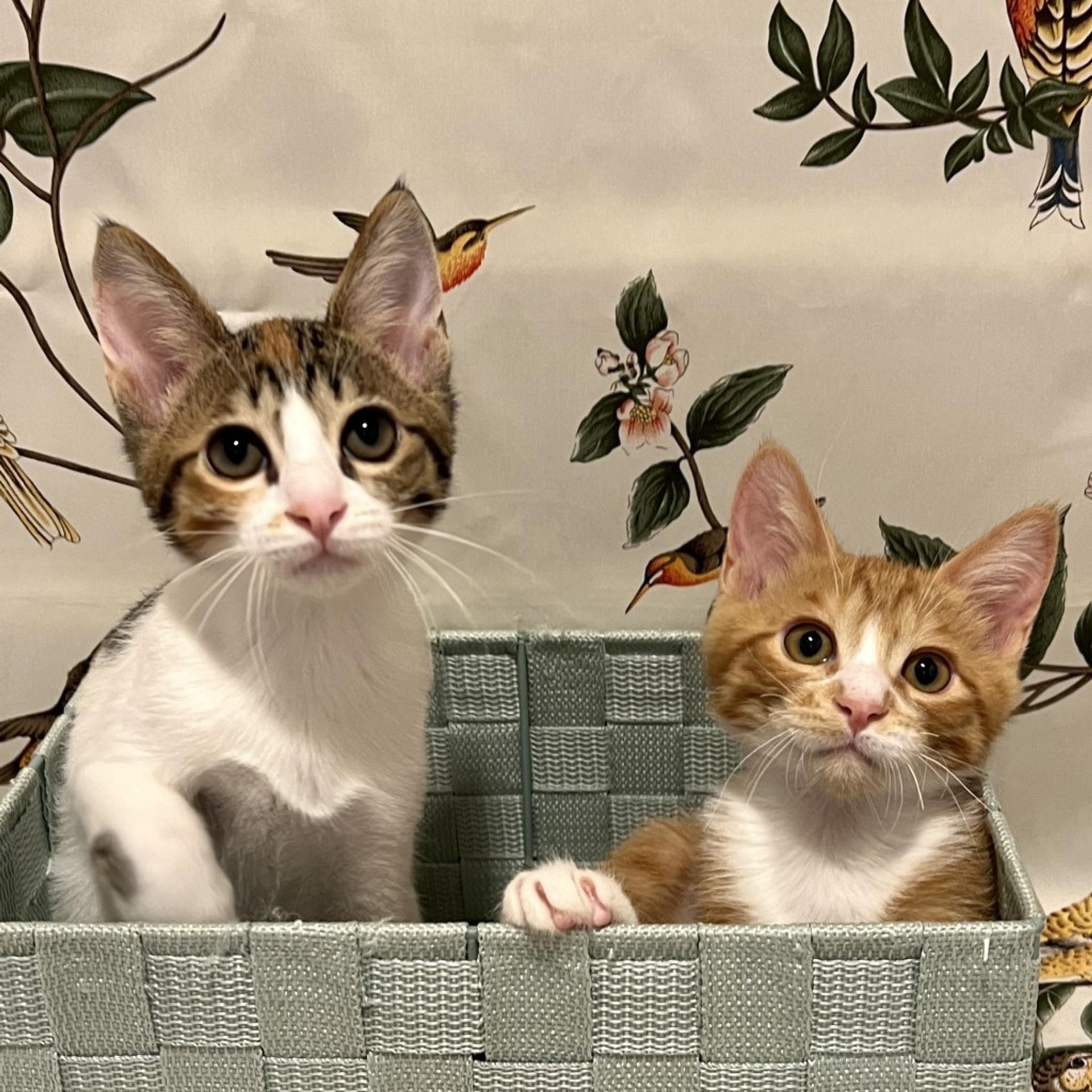 pet-image-8