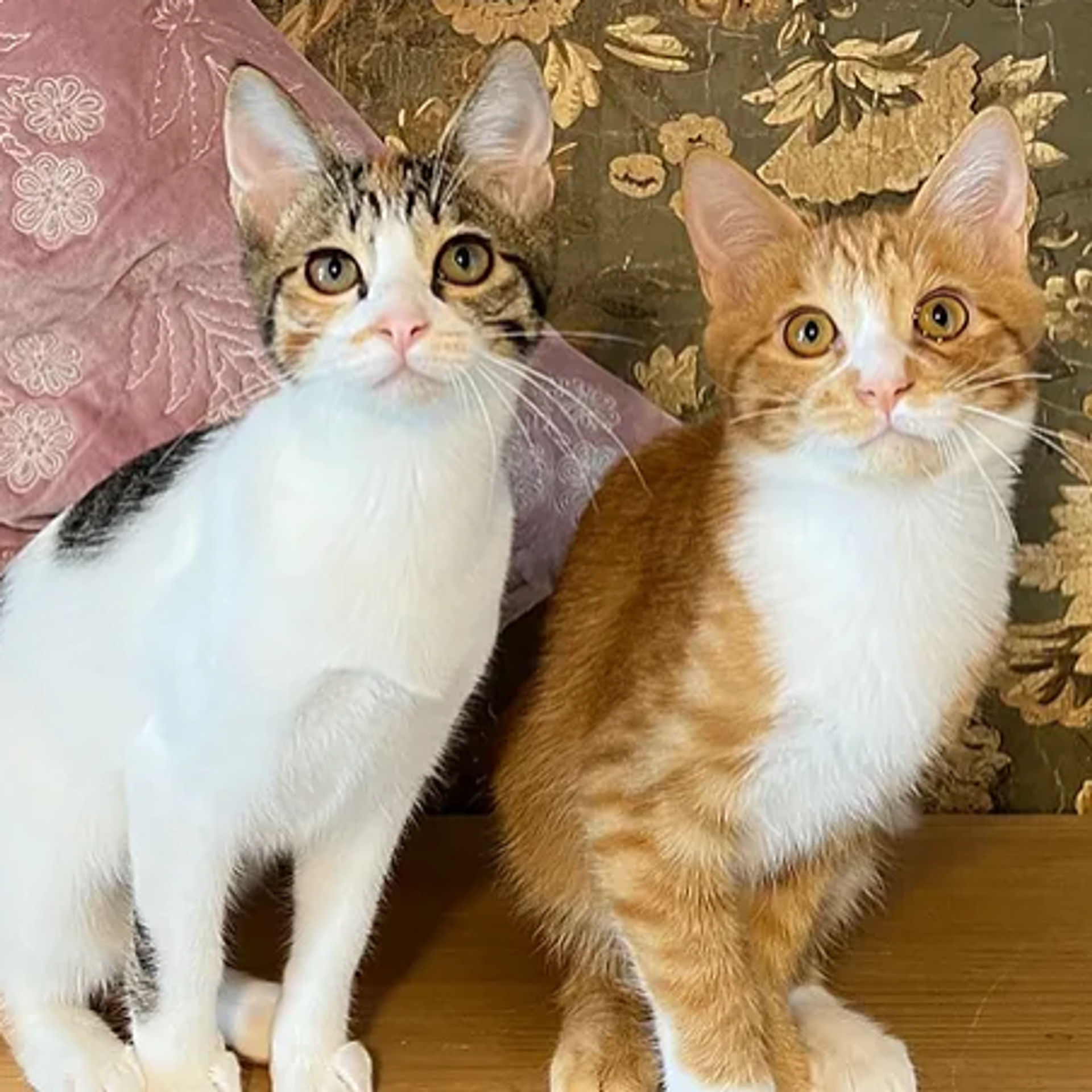 雑種（ミックス猫）・メスの里親募集の写真