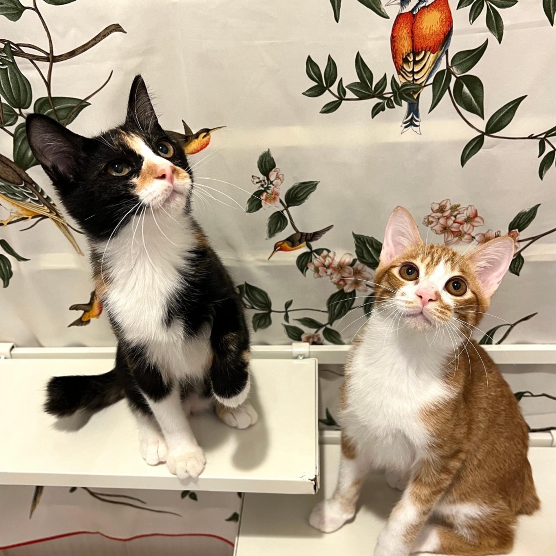 pet-image-6