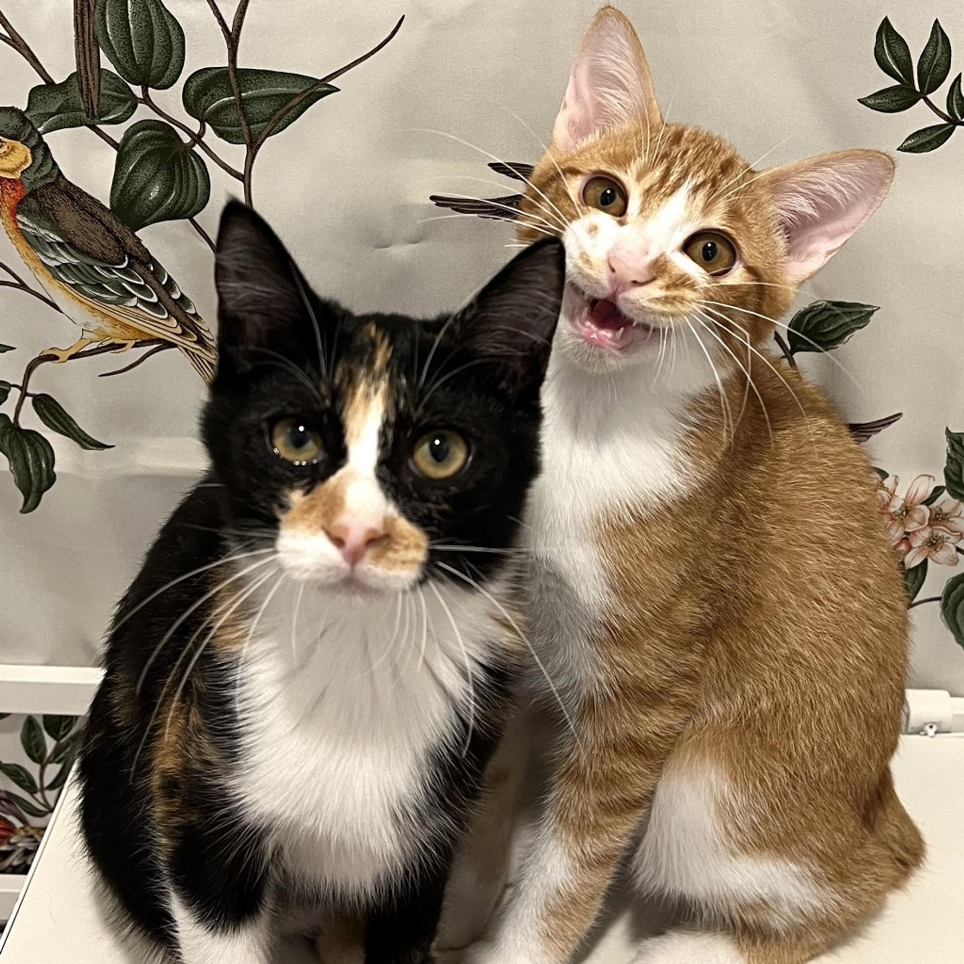 pet-image-9