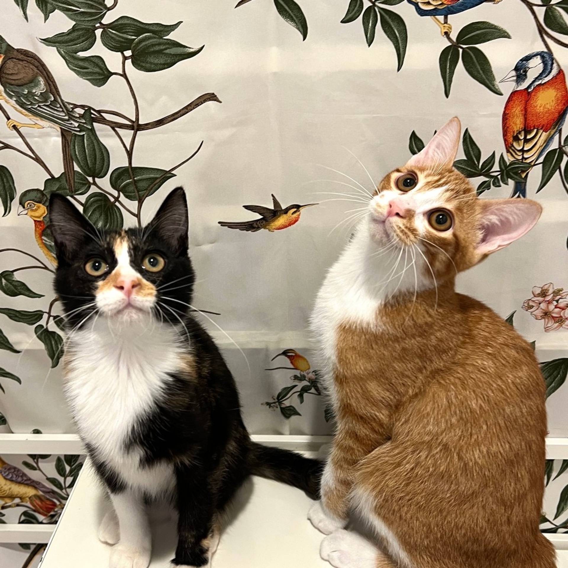 雑種（ミックス猫）・メスの里親募集の写真